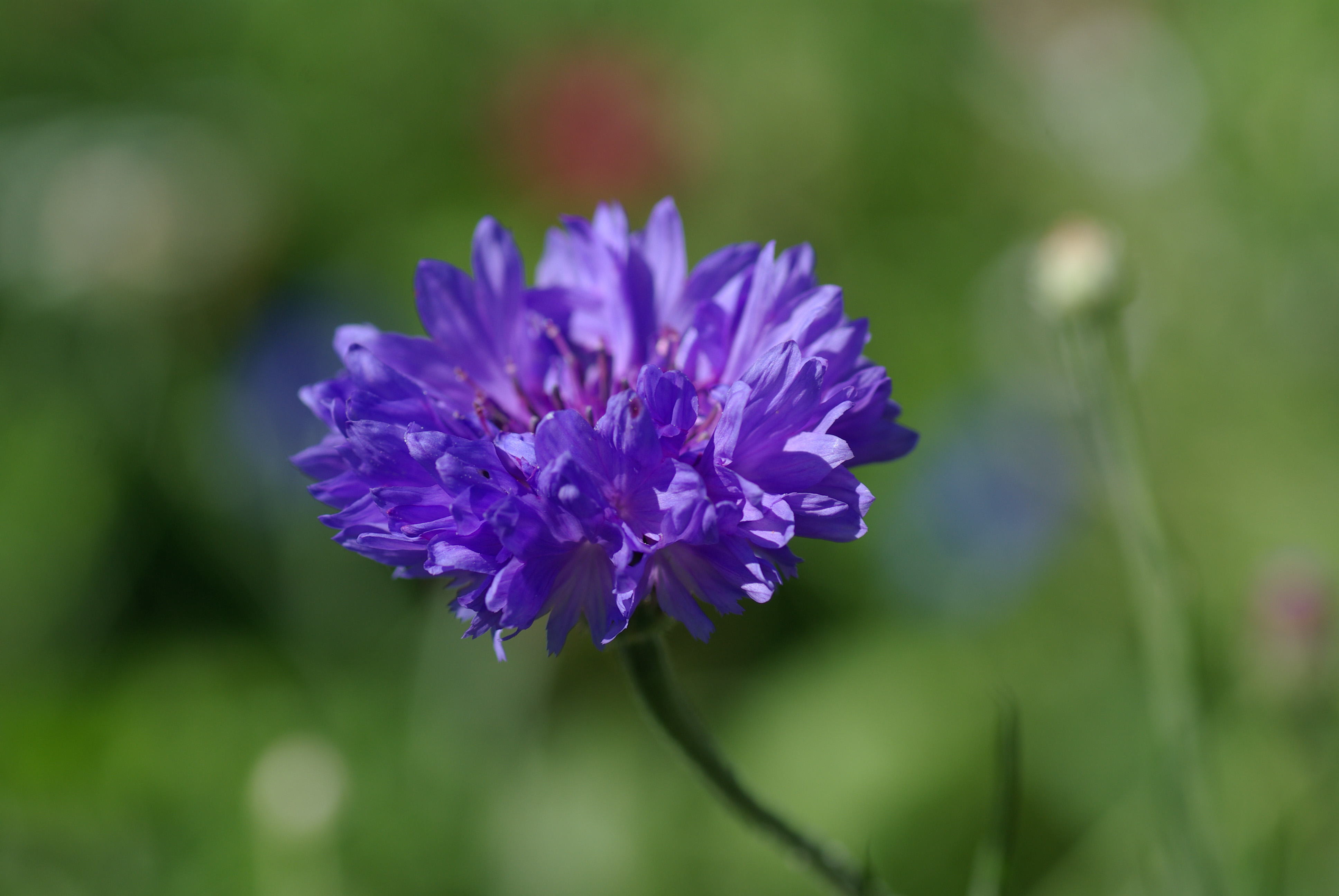 Kornblume