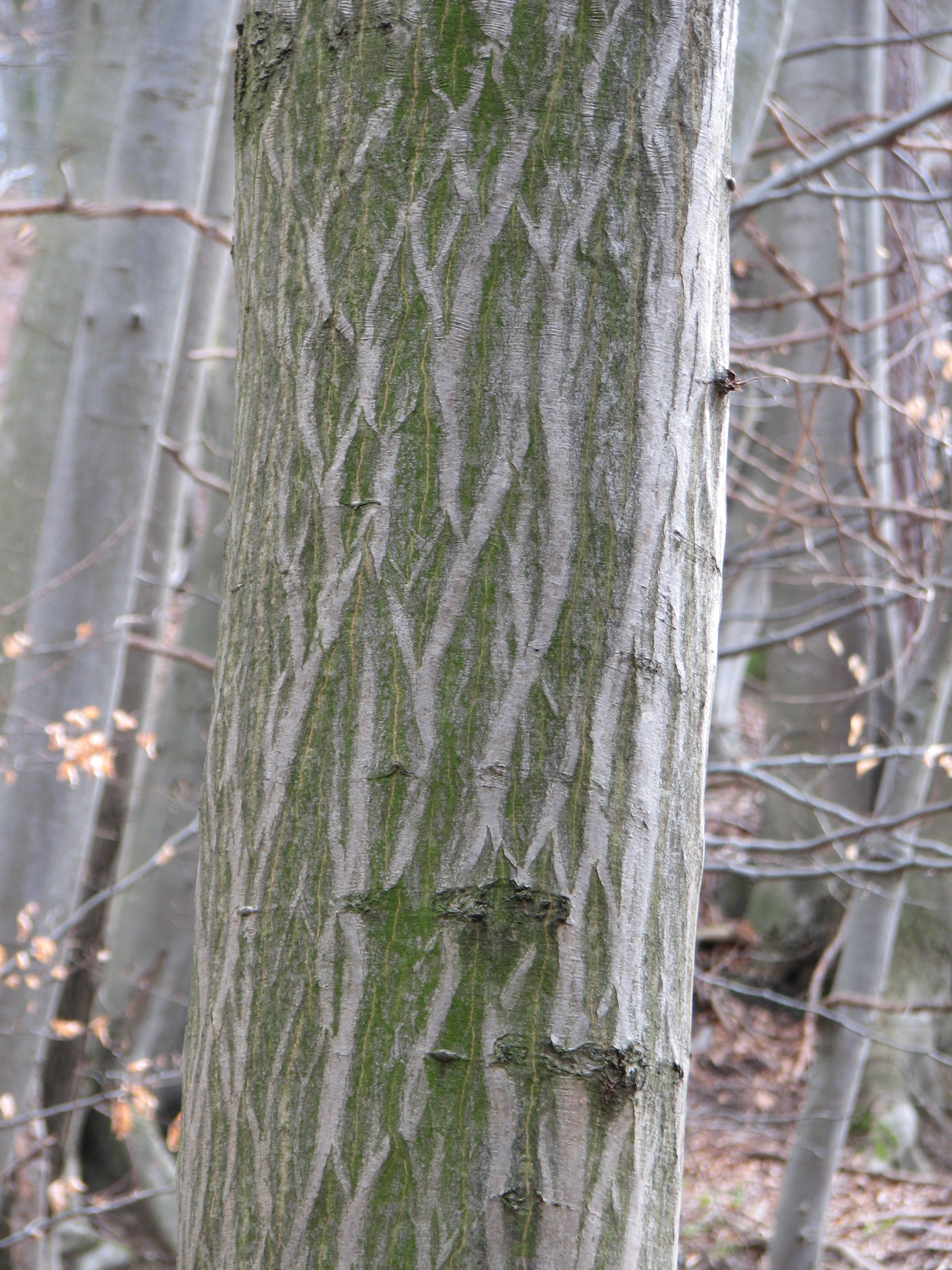 Hainbuche