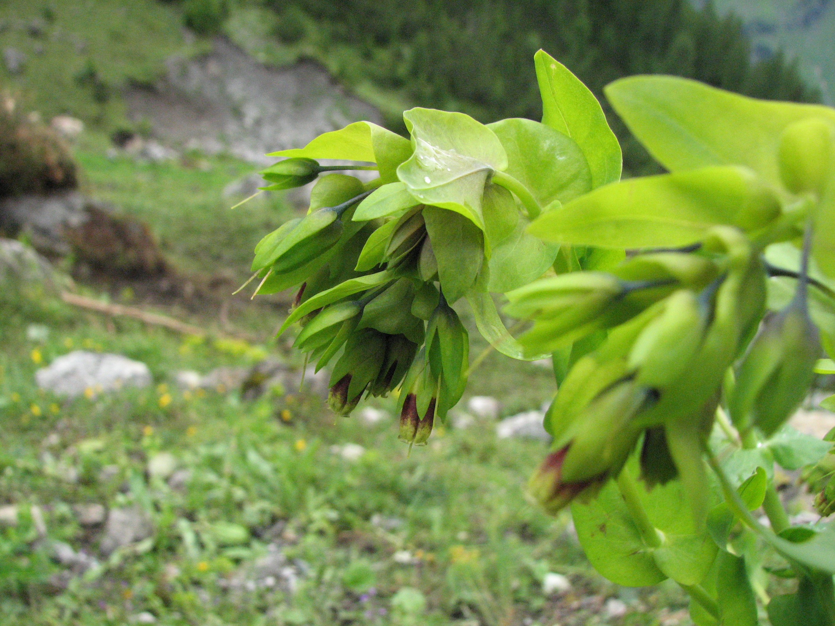 Alpenwachsblume