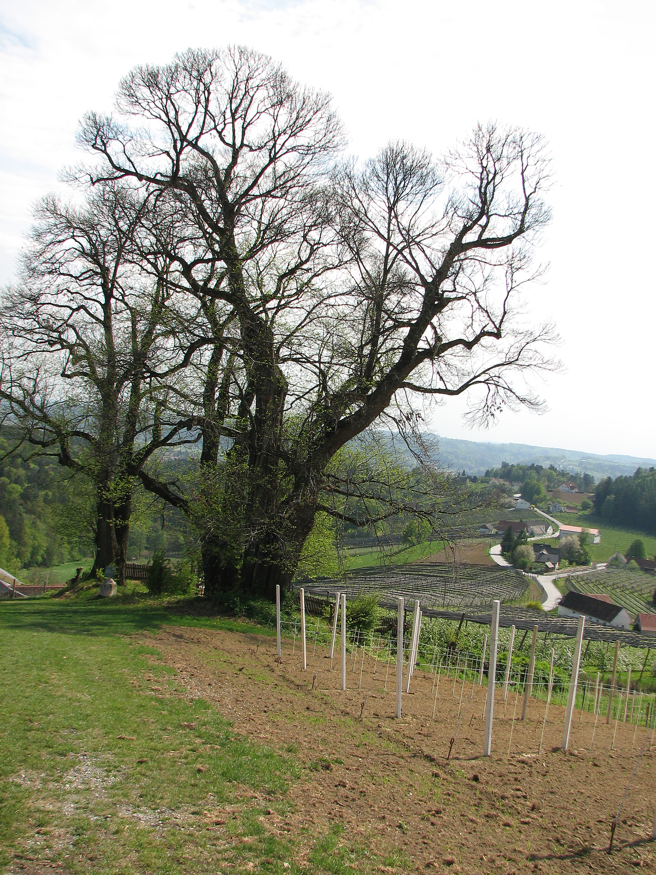 Edelkastanie