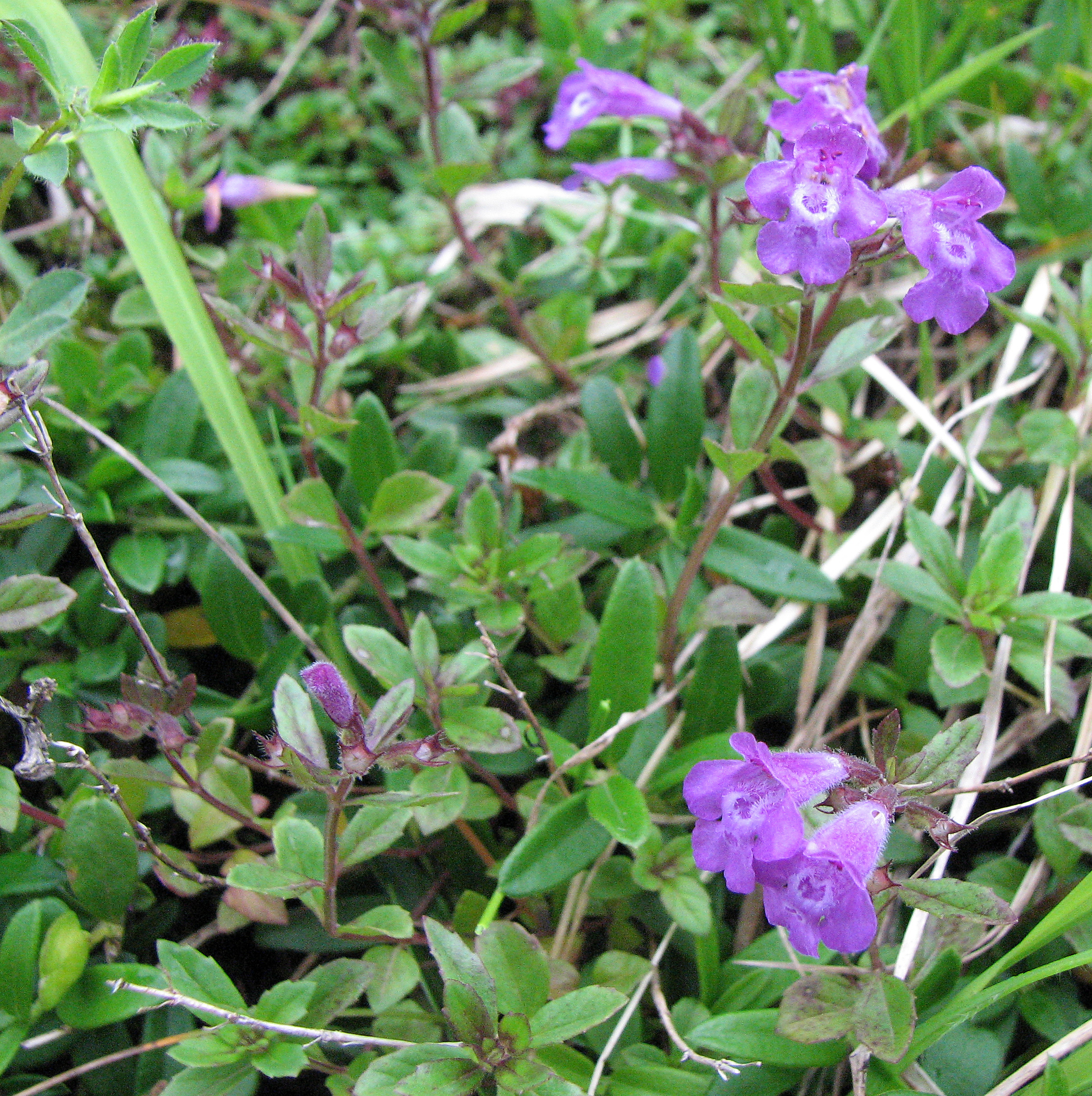 Alpensteinquendel
