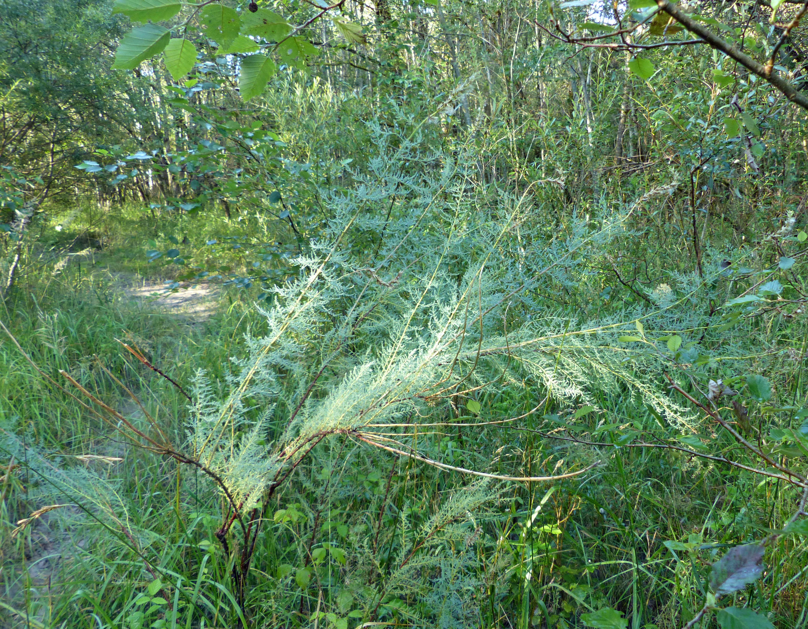 Deutsche Tamariske