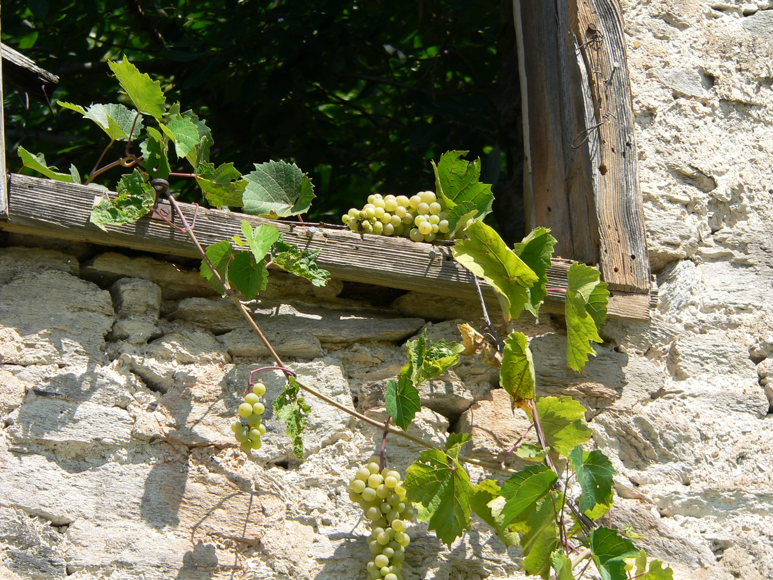 Weinrebe