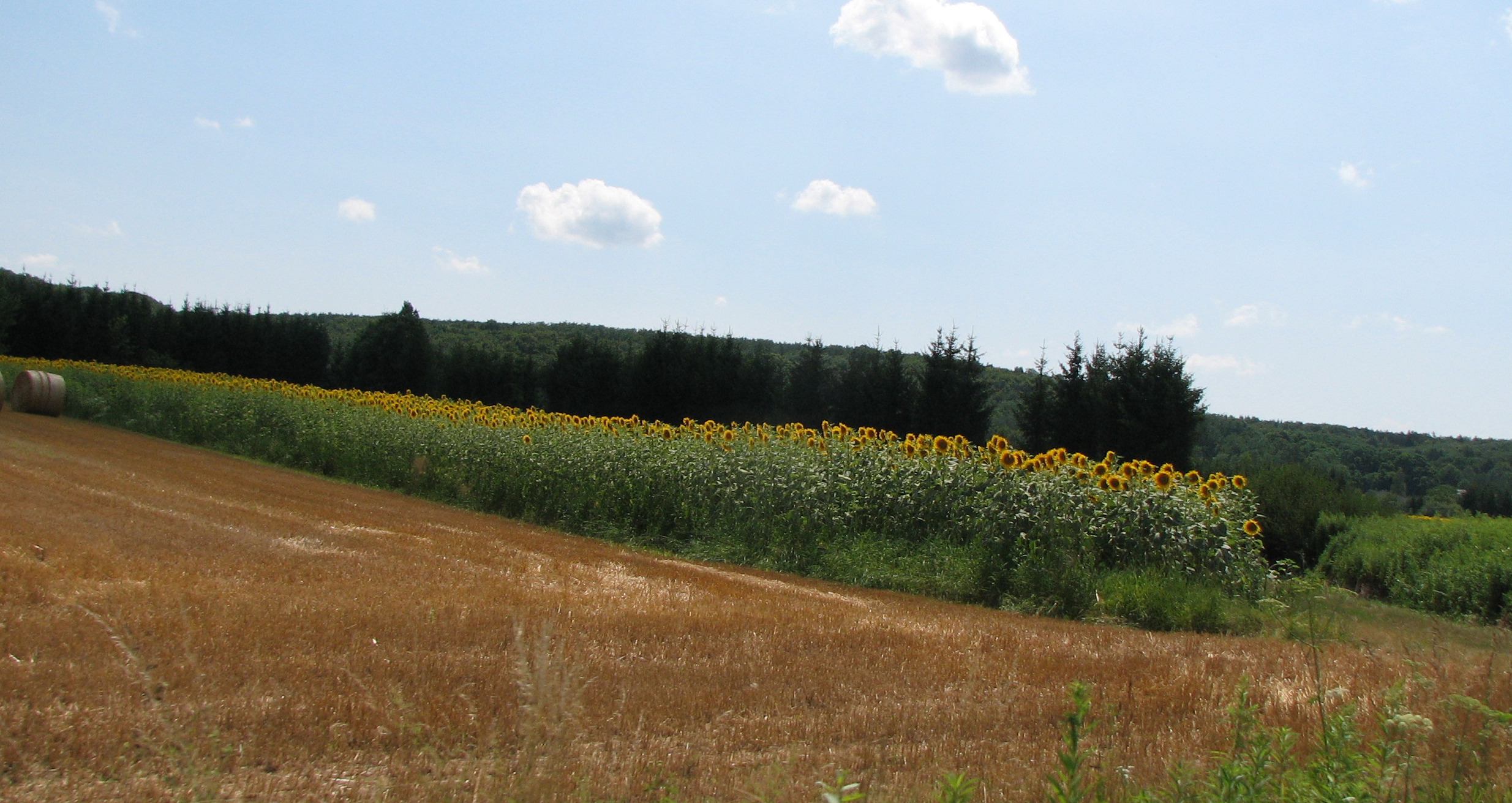 Sonnenblume