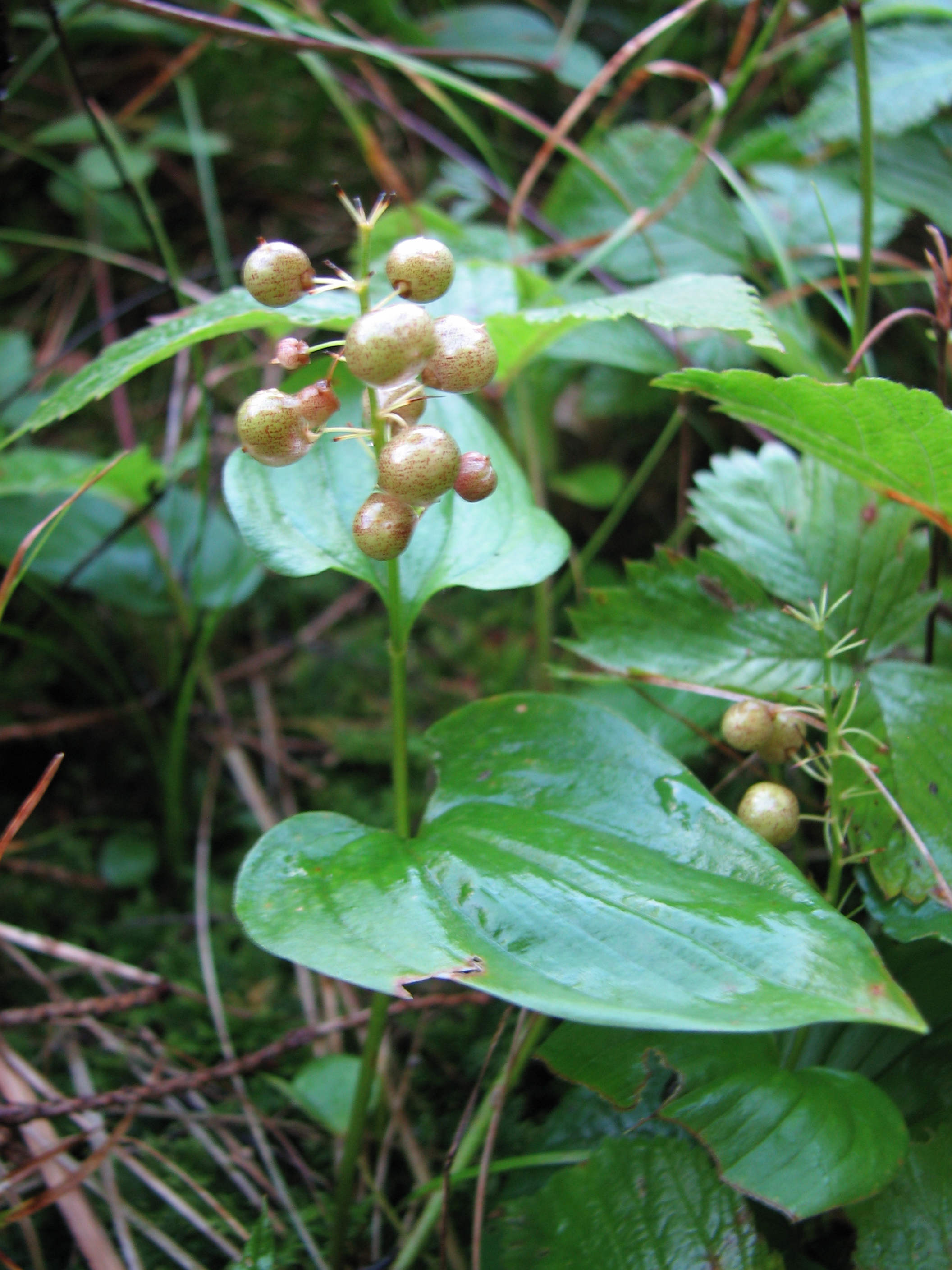 Zweiblättriges Schattenblümchen