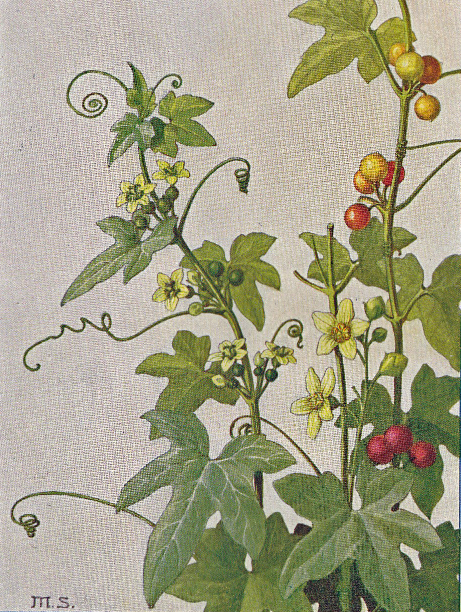 Rotfrüchtige Zaunrübe