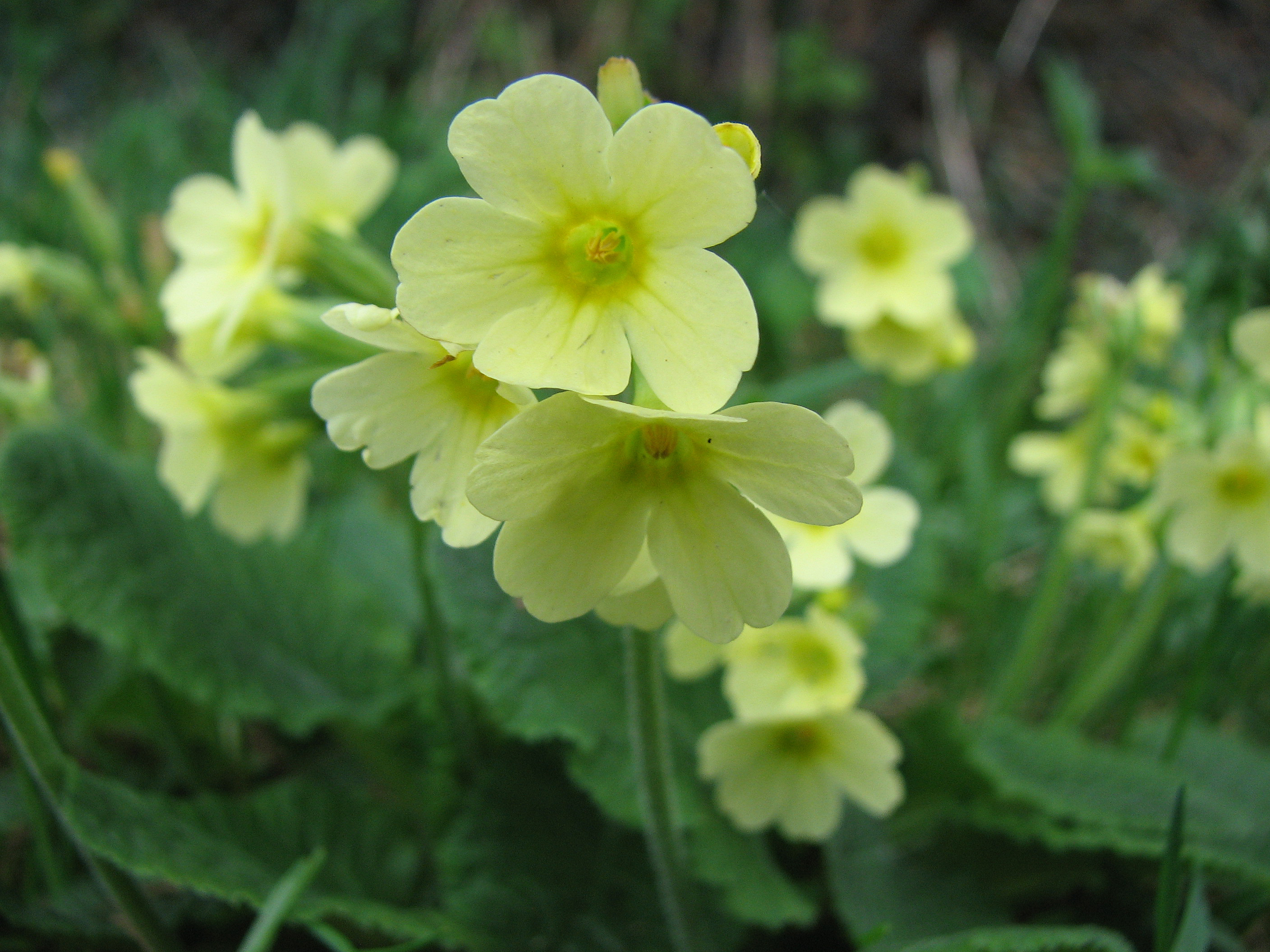 Hohe Schlüsselblume