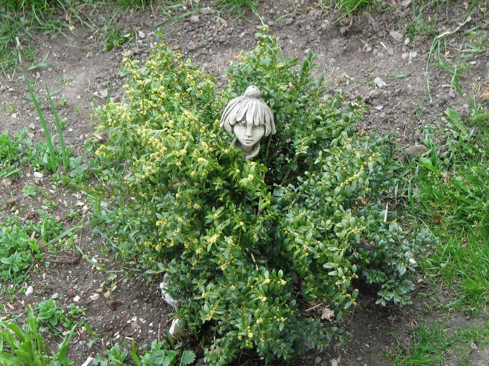 Buchsbaum