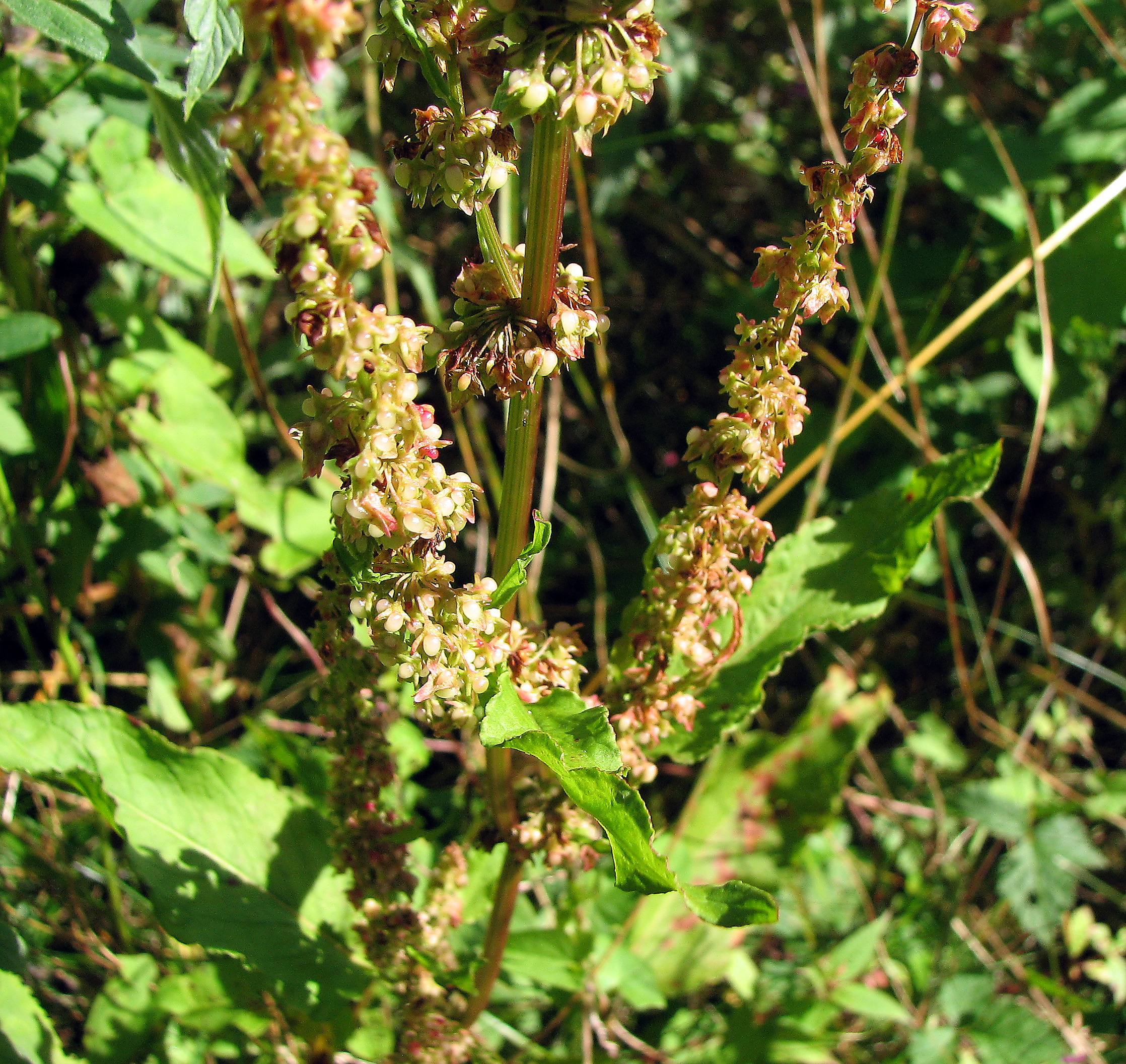 Stumpfblättriger Ampfer