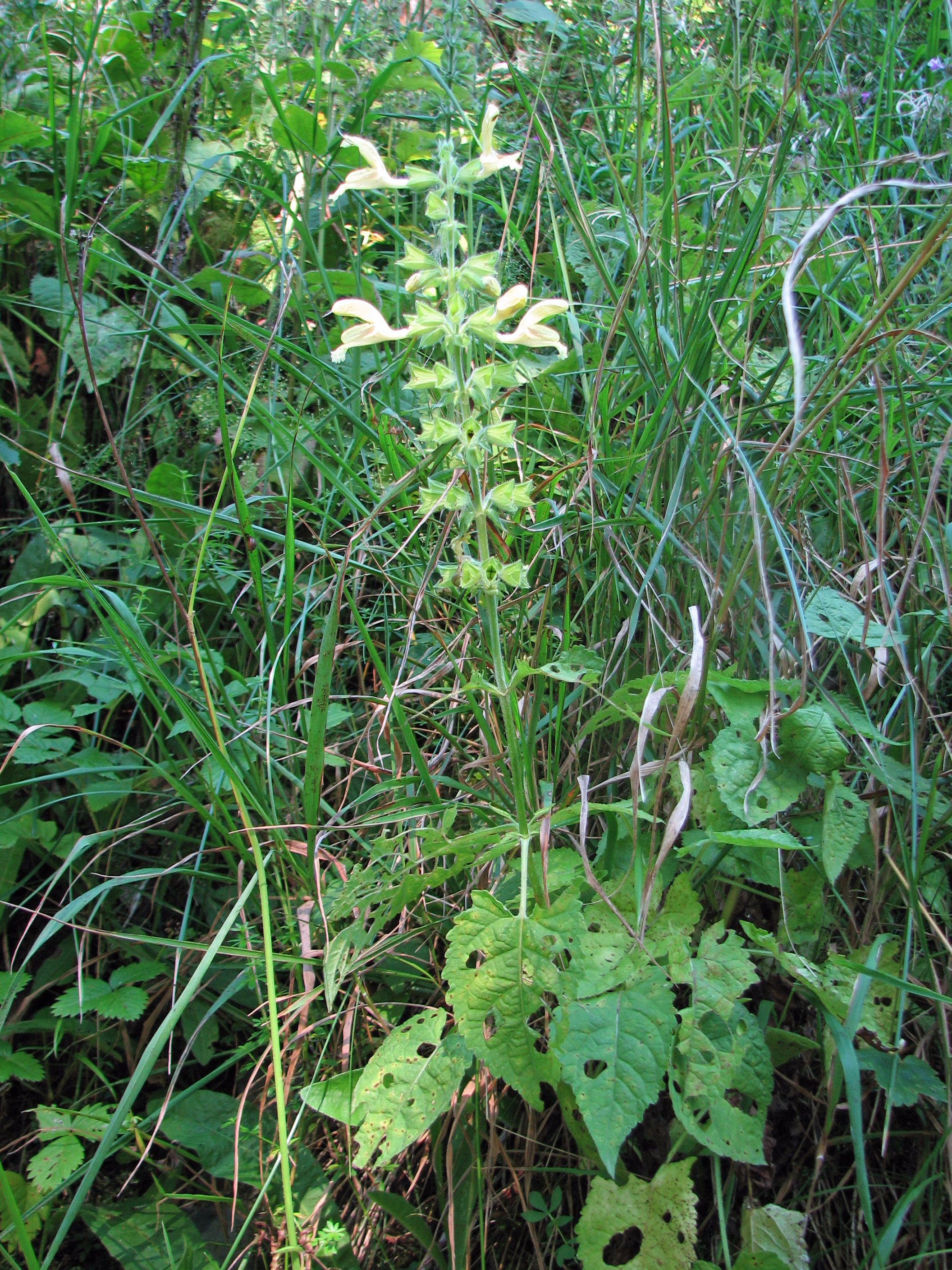 Klebriger Salbei
