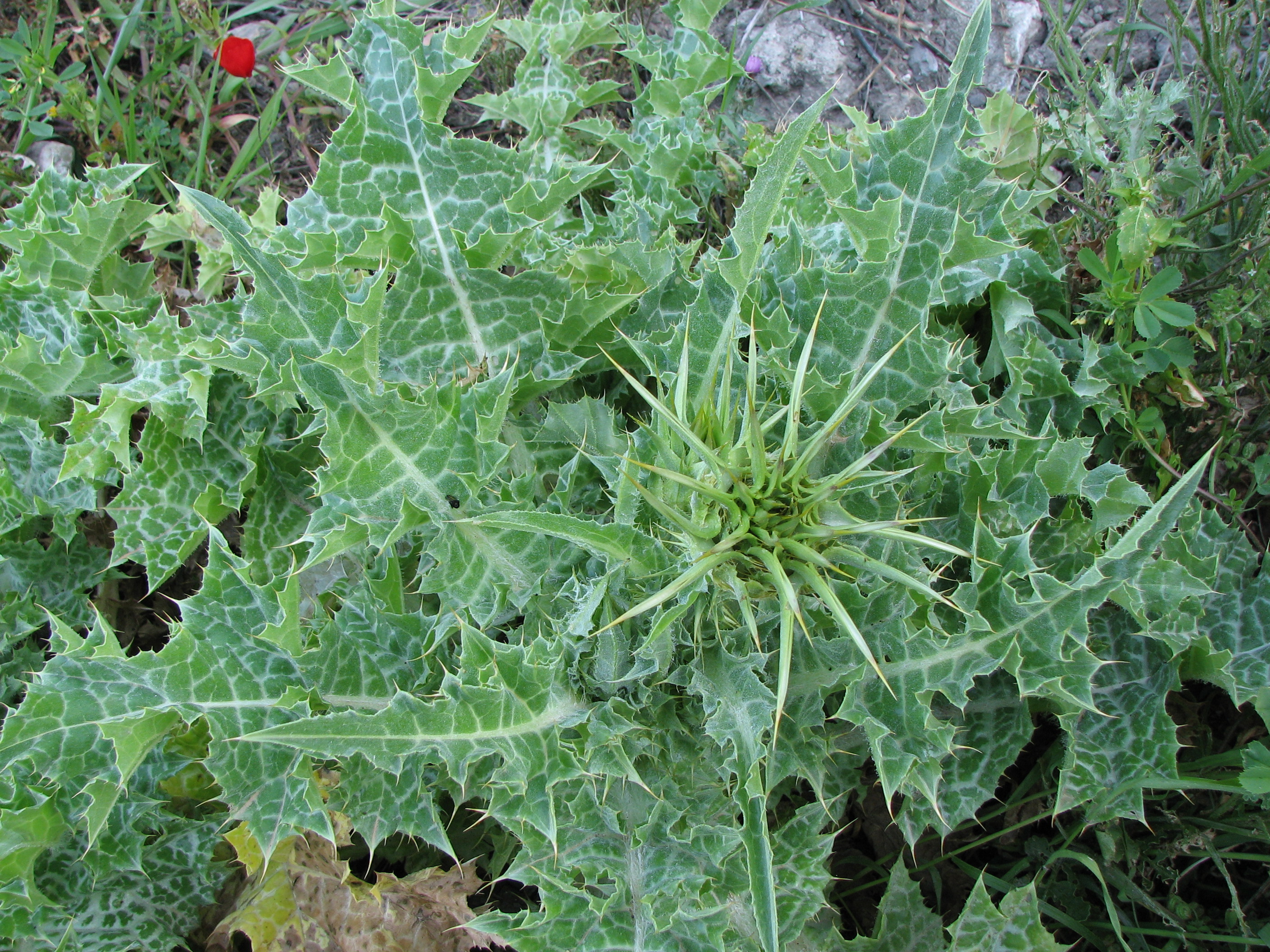 Mariendistel