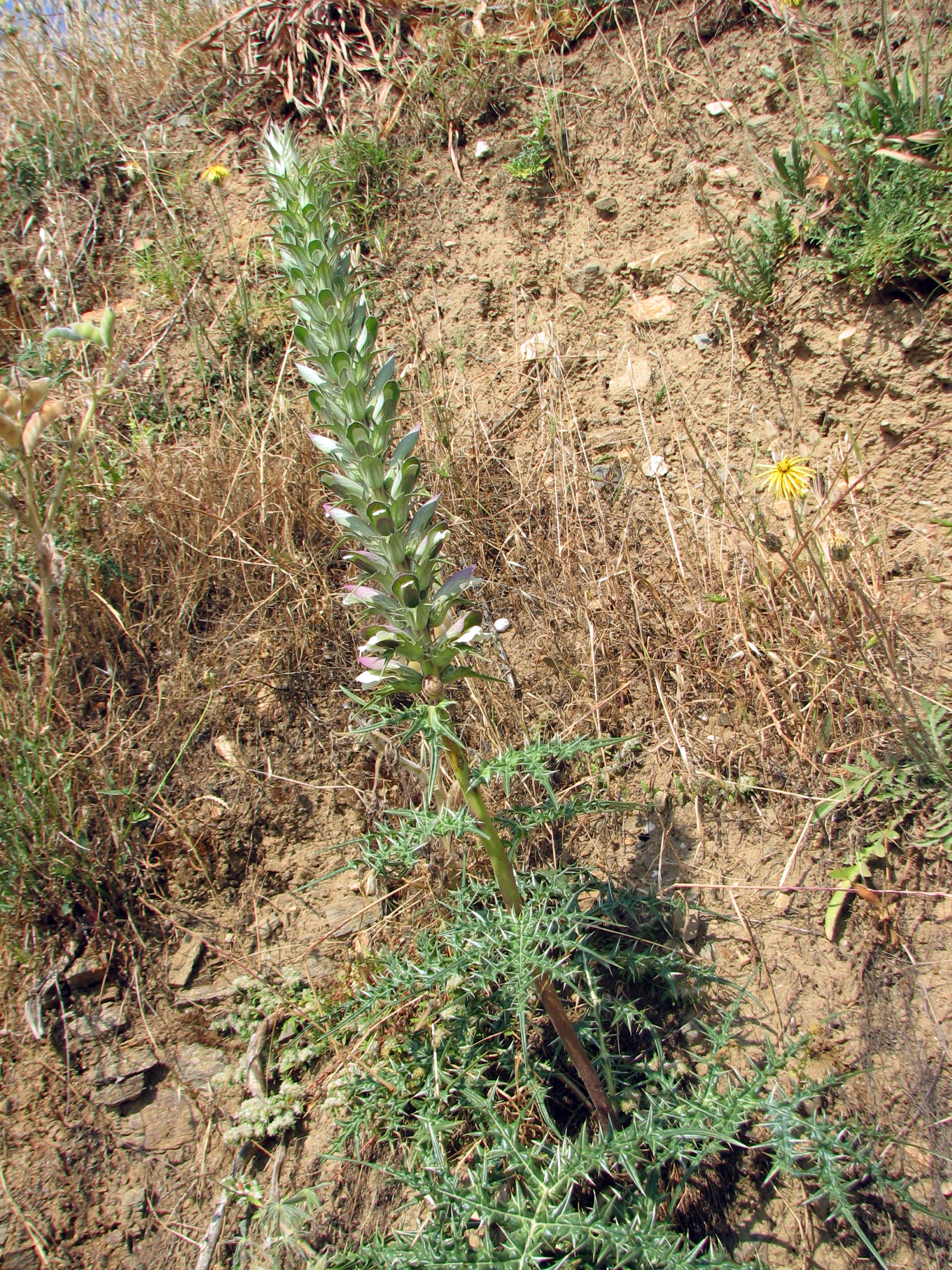 Akanthus