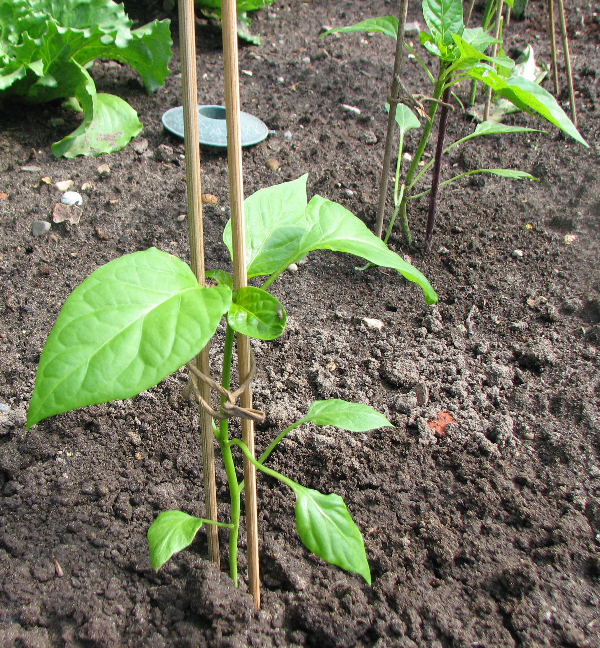 Paprika & Chili