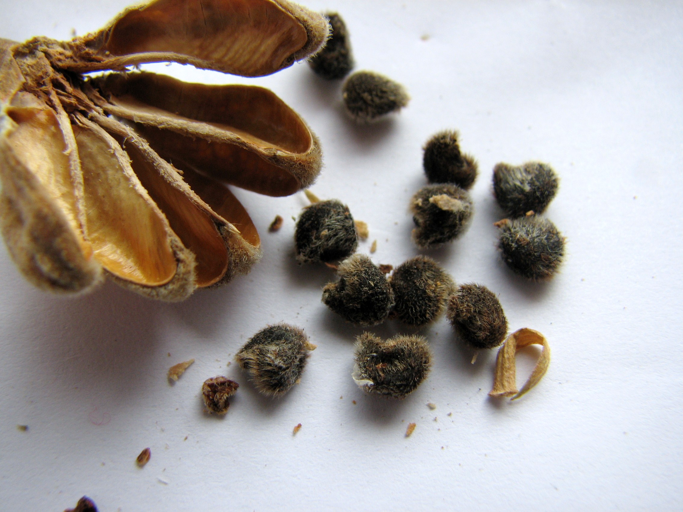 Hibiskus