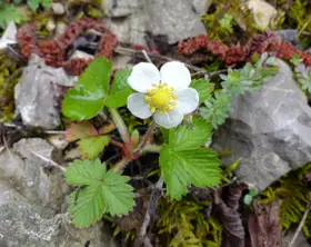 Walderdbeere