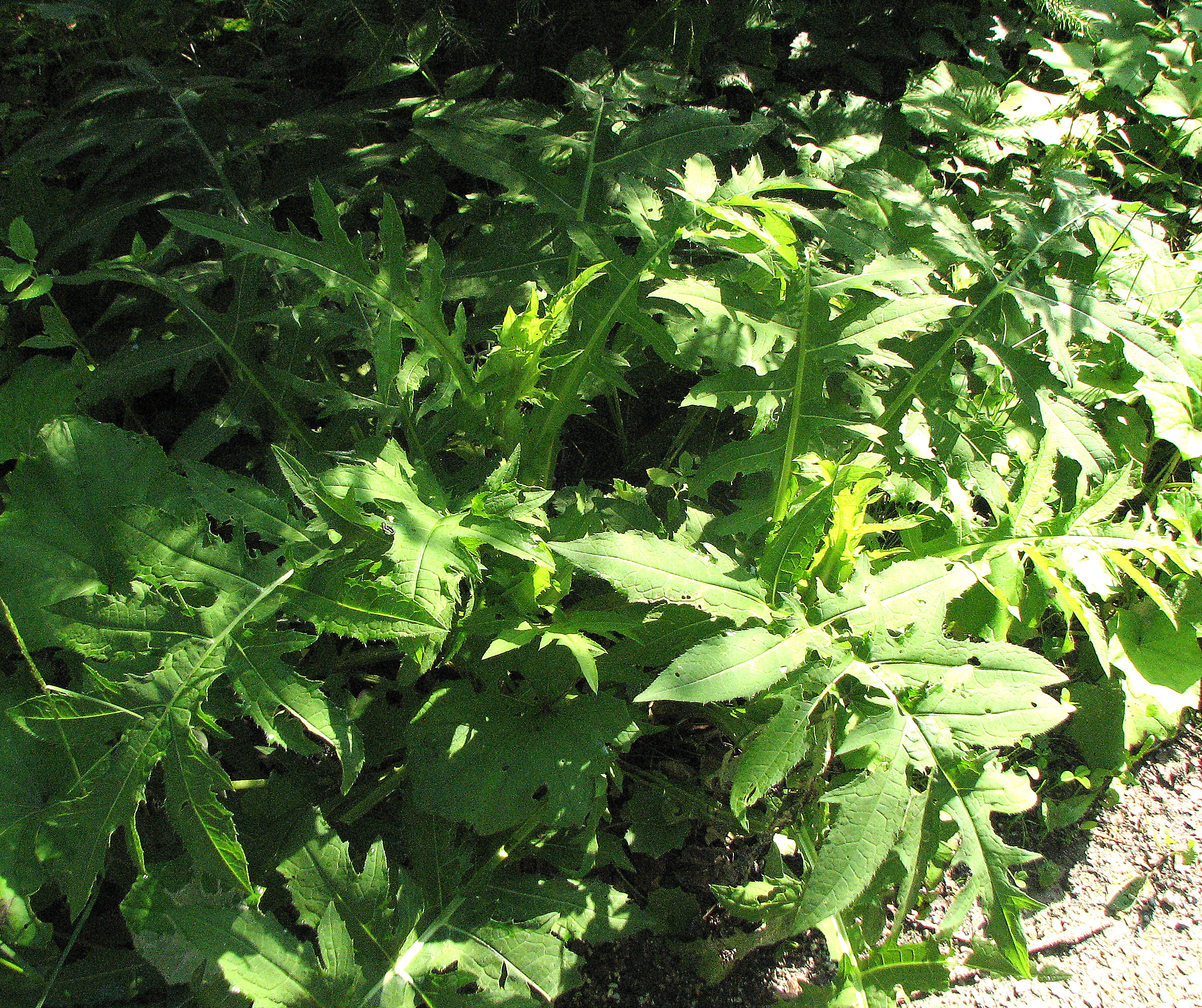 Kohlkratzdistel