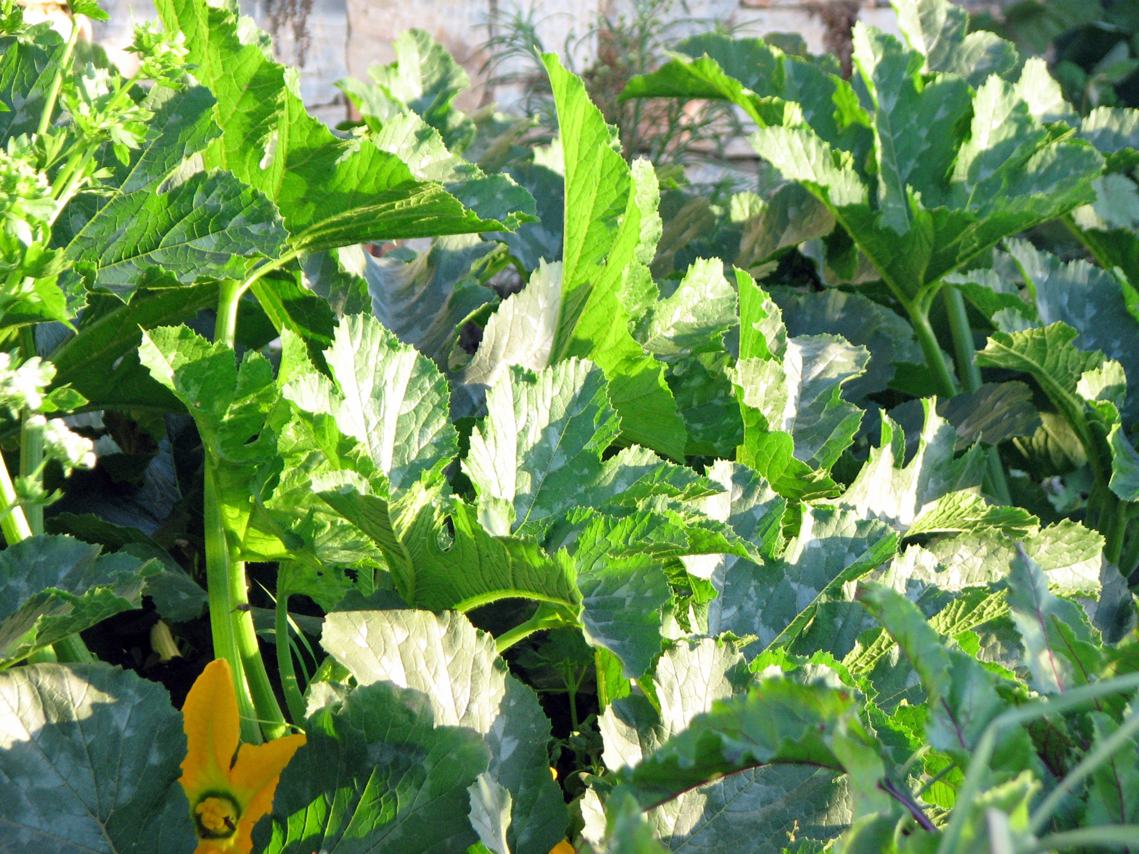 Zucchini