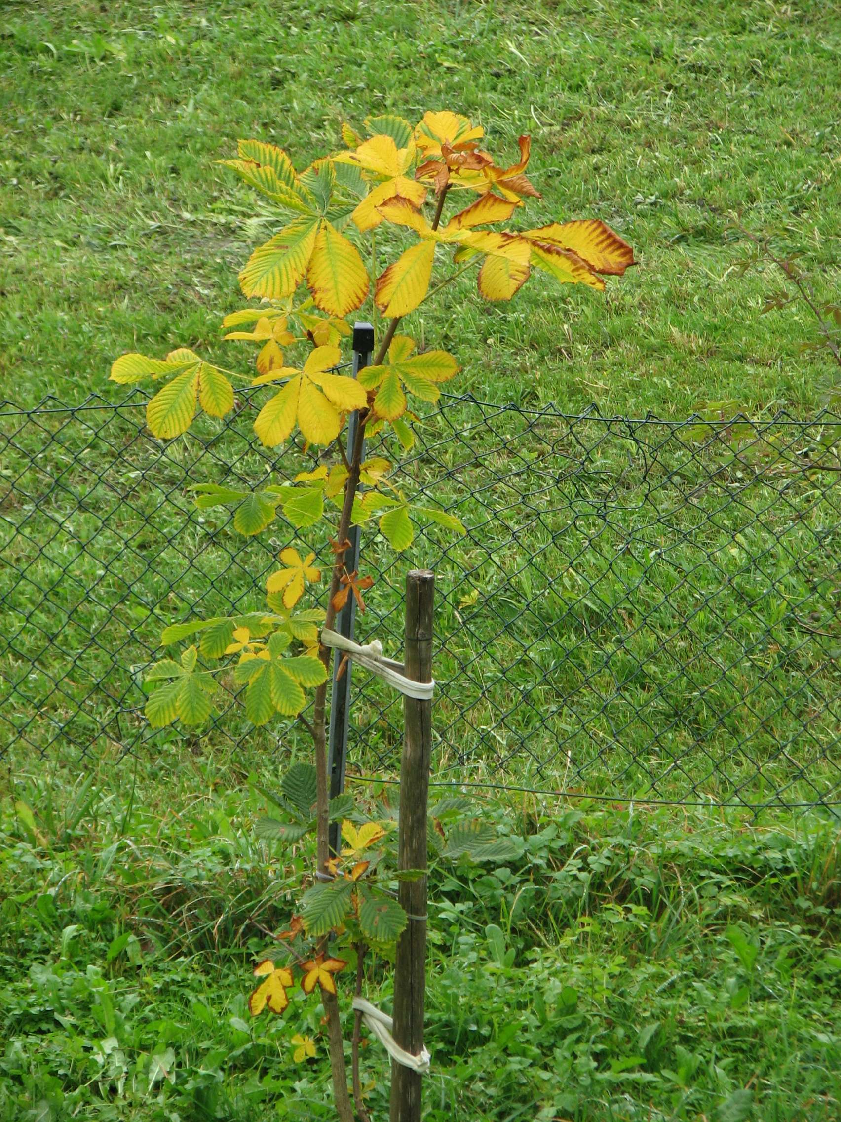 Rosskastanie