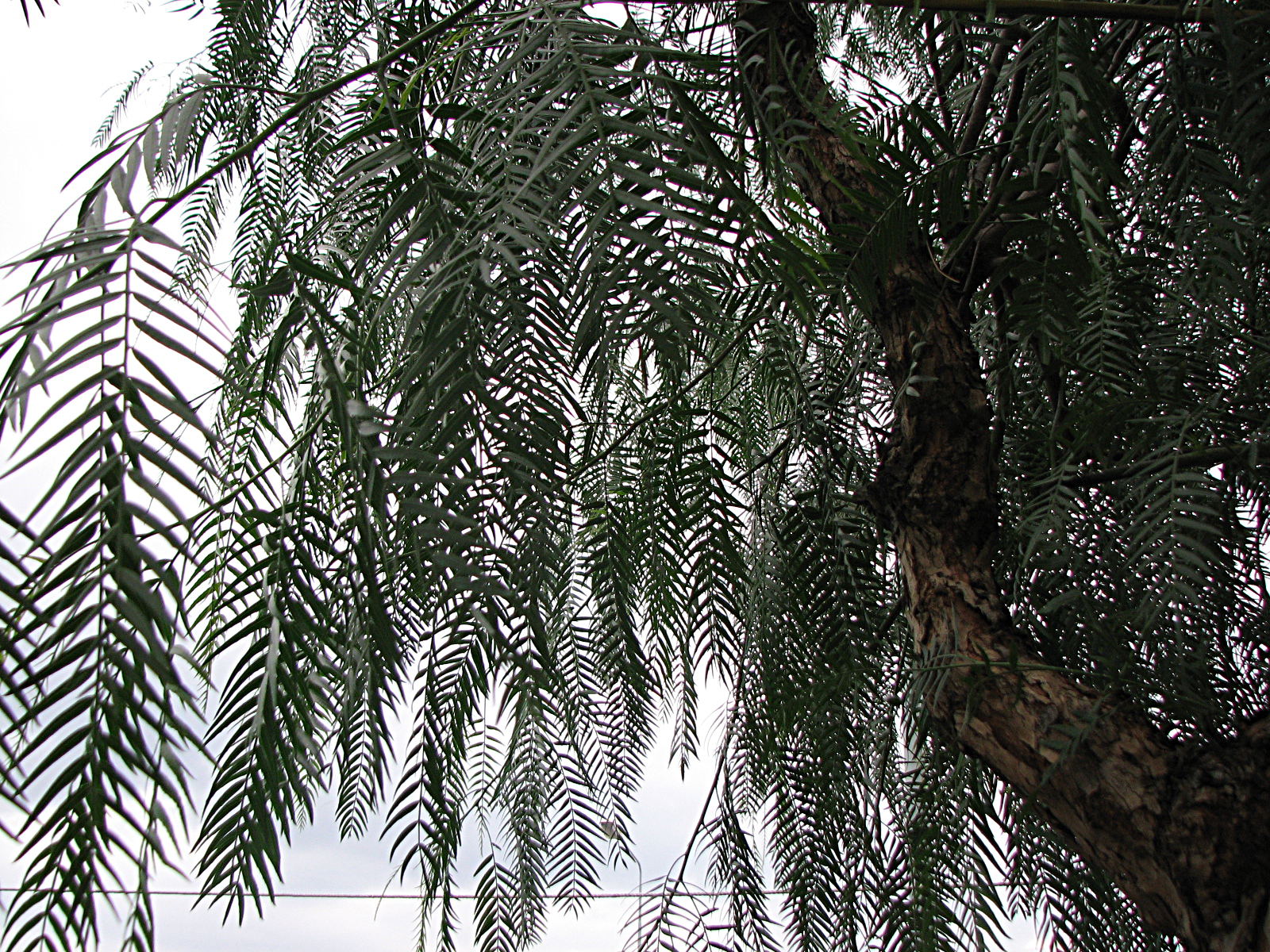 Peruanischer Pfefferbaum