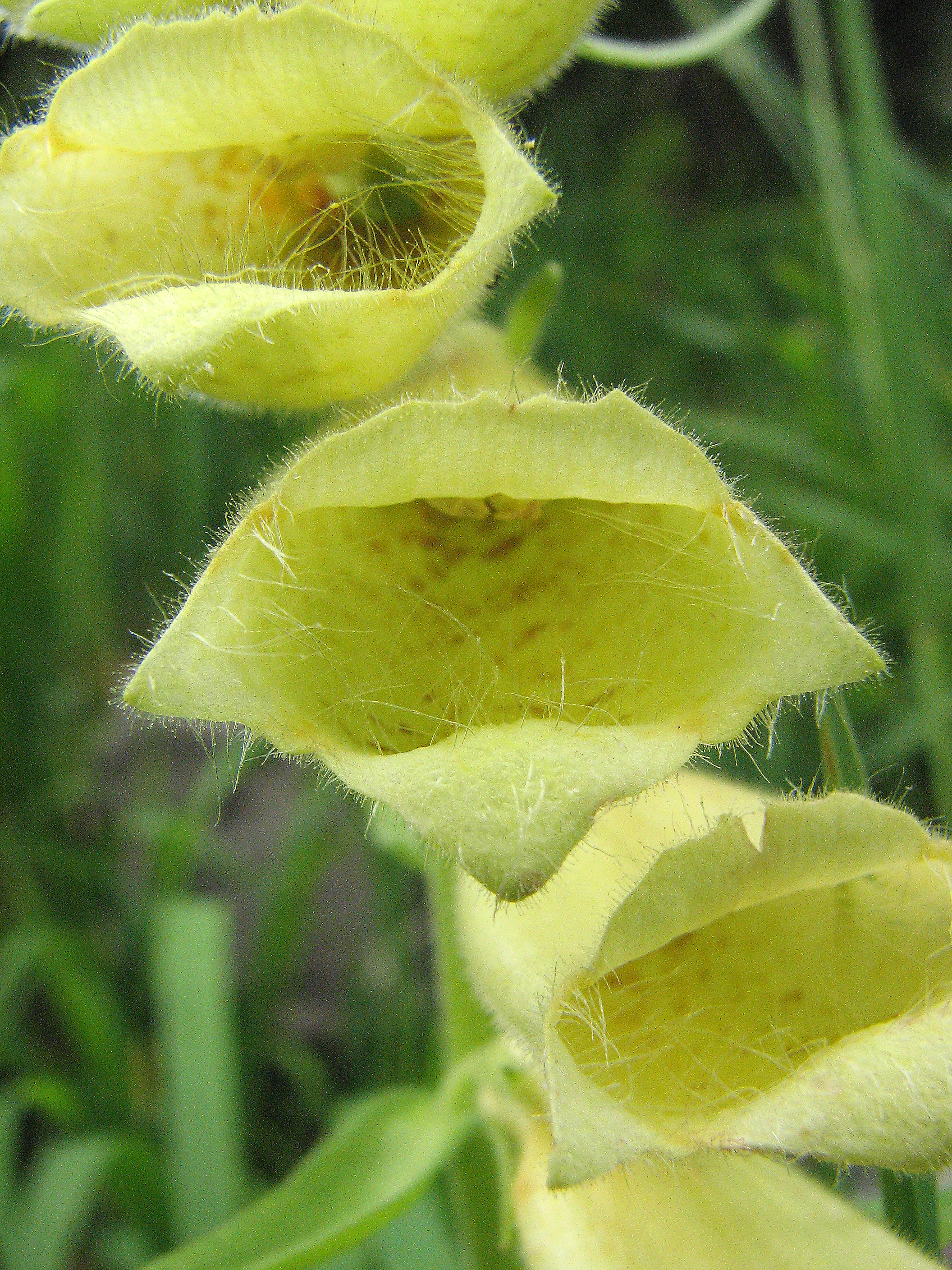 Großblütiger Fingerhut