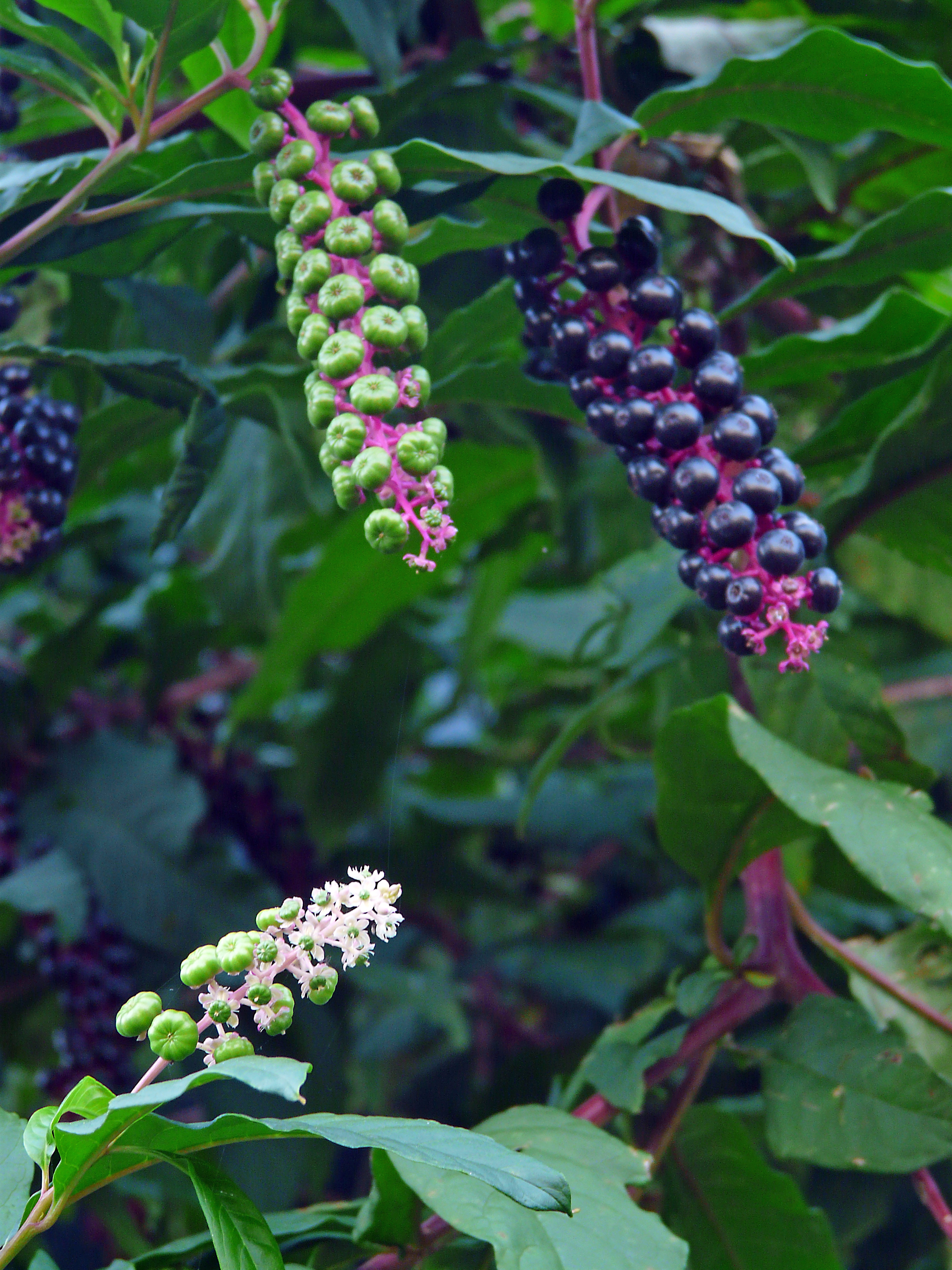 Amerikanische Kermesbeere