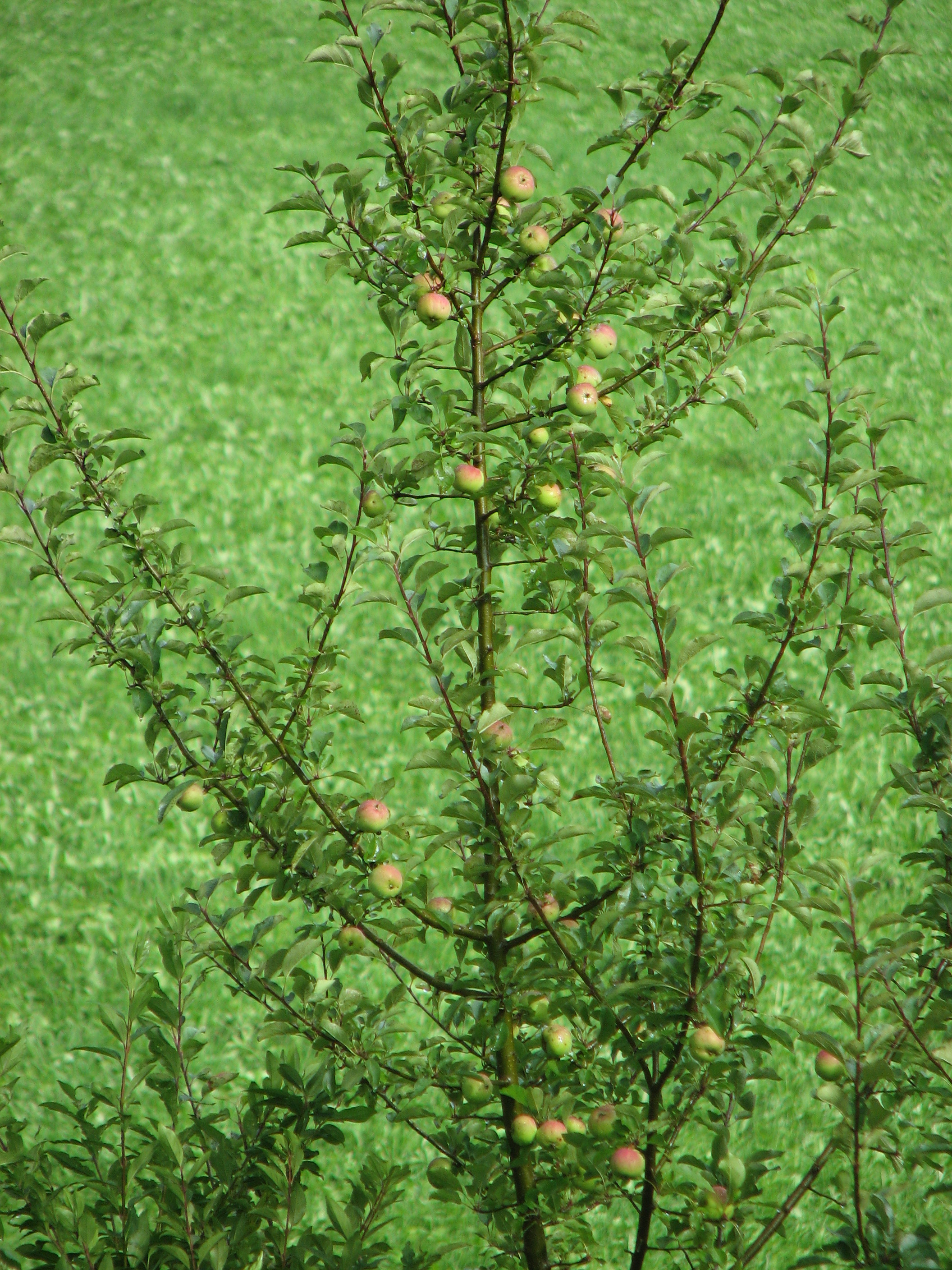 Apfel