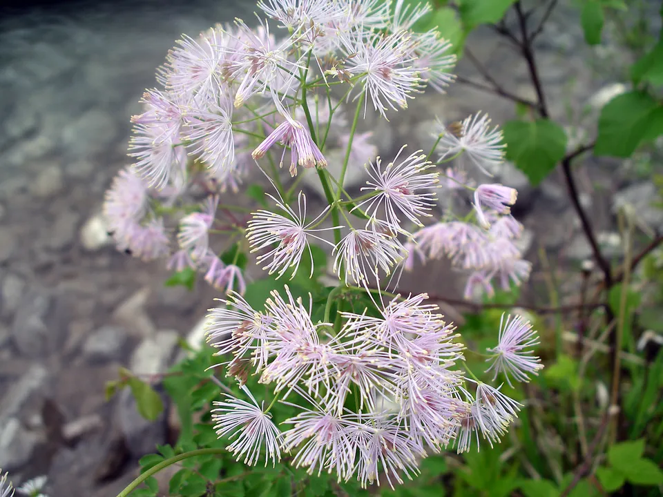 Akeleiblättrige Wiesenraute