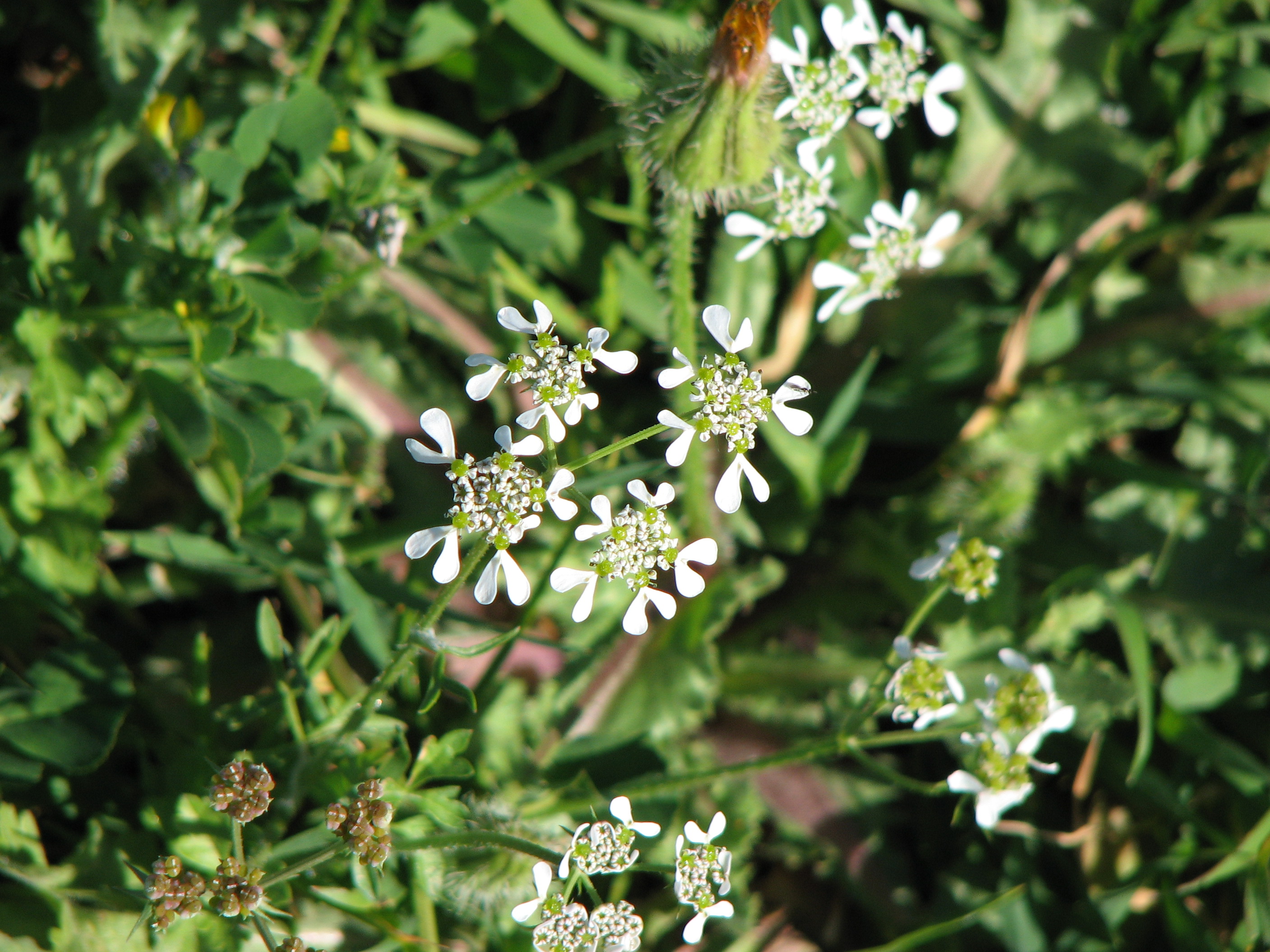Kerbel