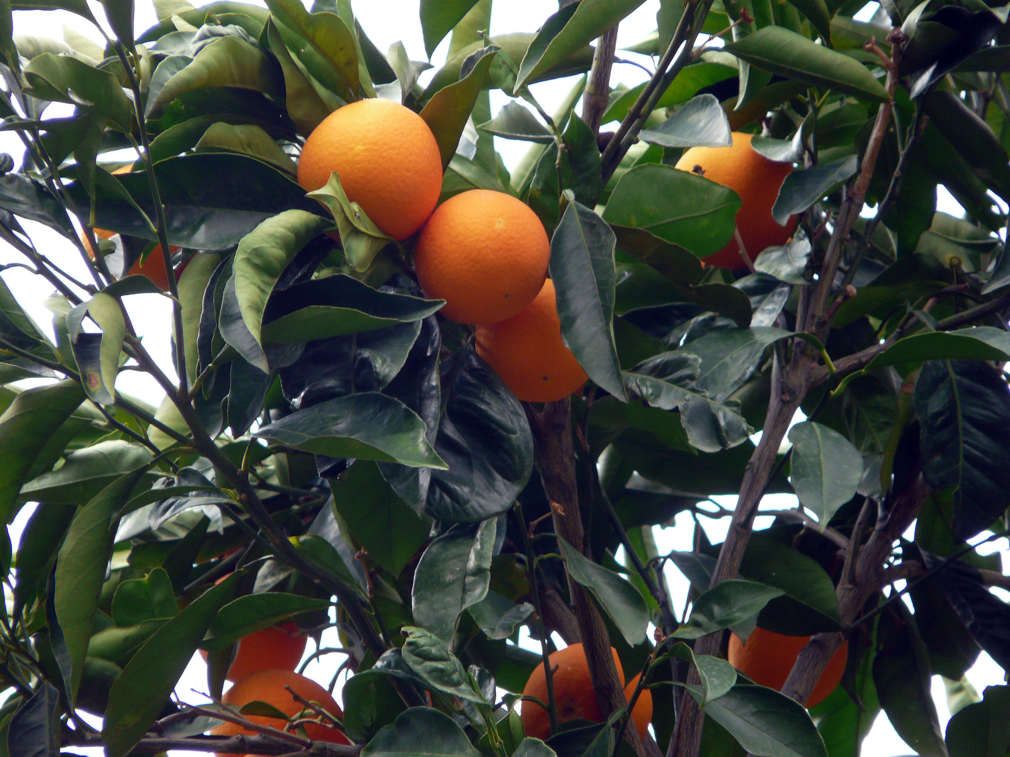 Orangenbaum