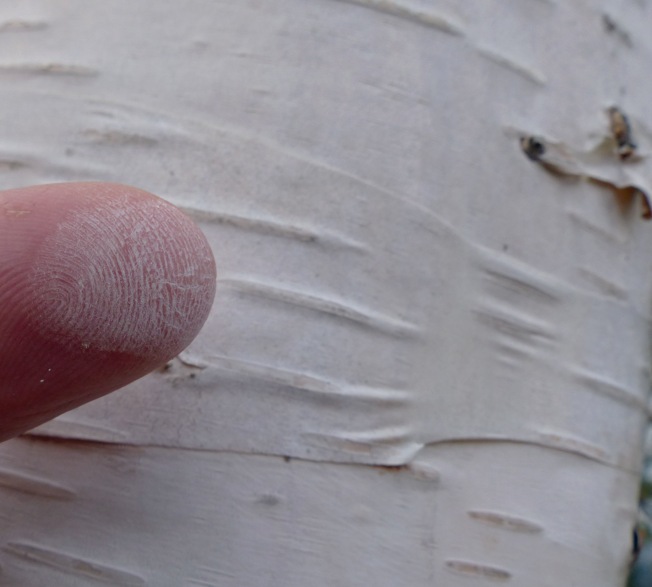 Birkenessig - für Haut und Haar