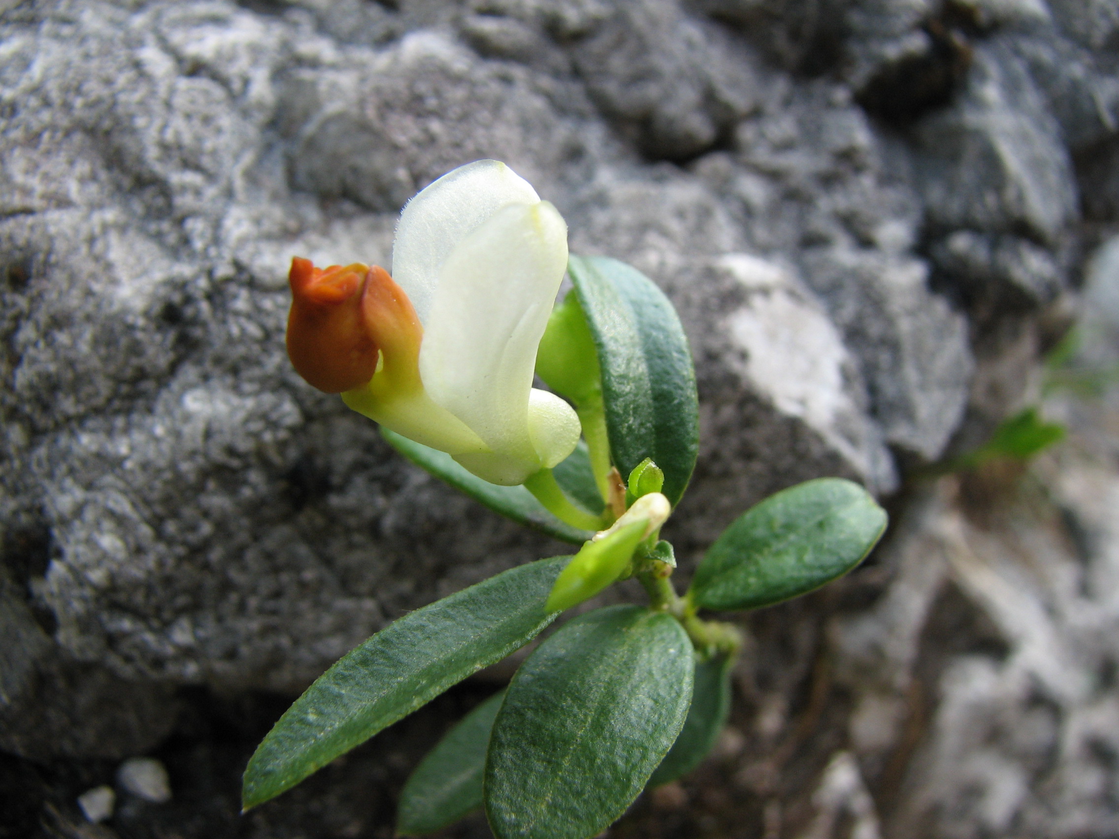 Buchsblättriges Kreuzblümchen