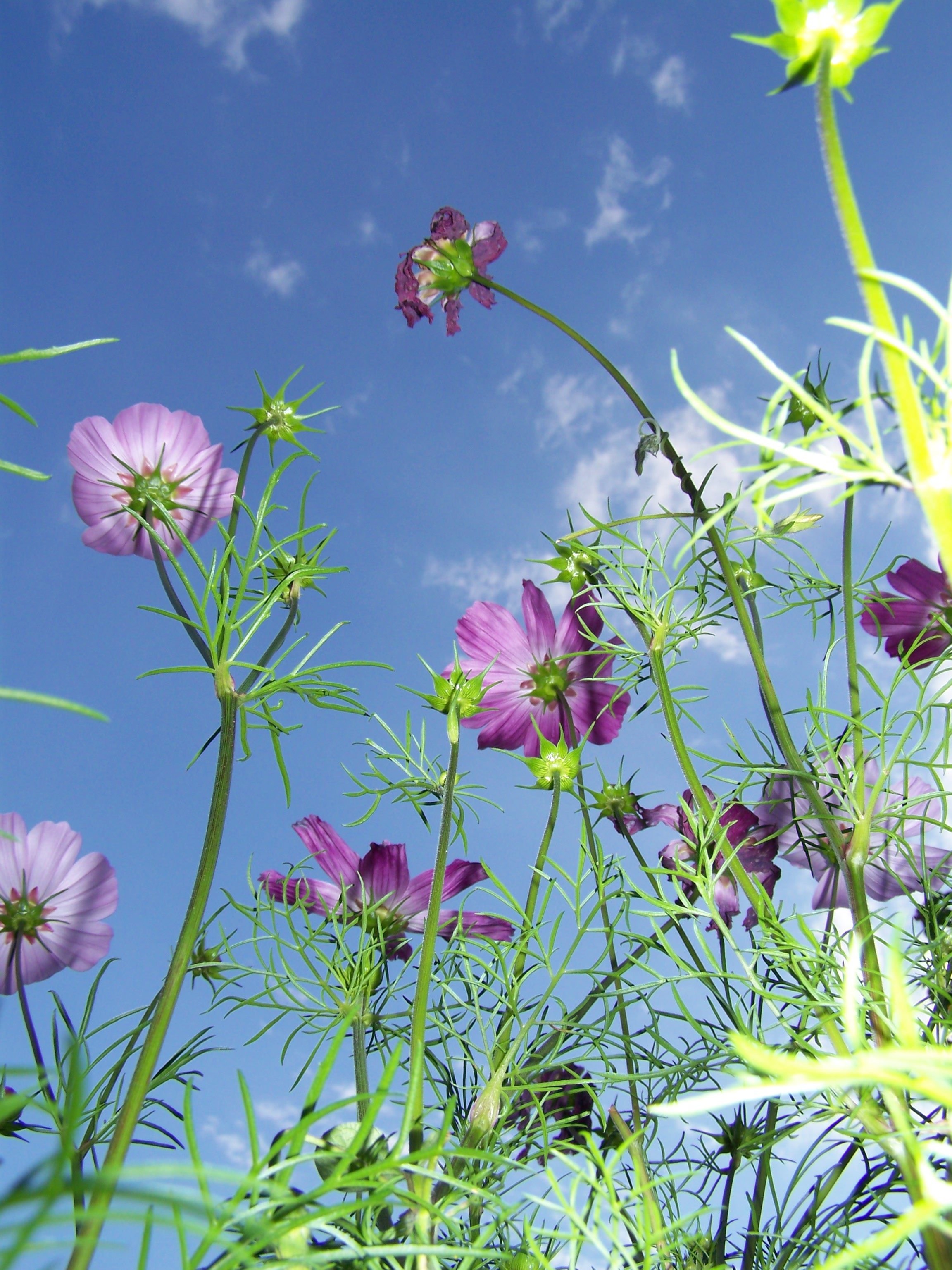 Cosmea