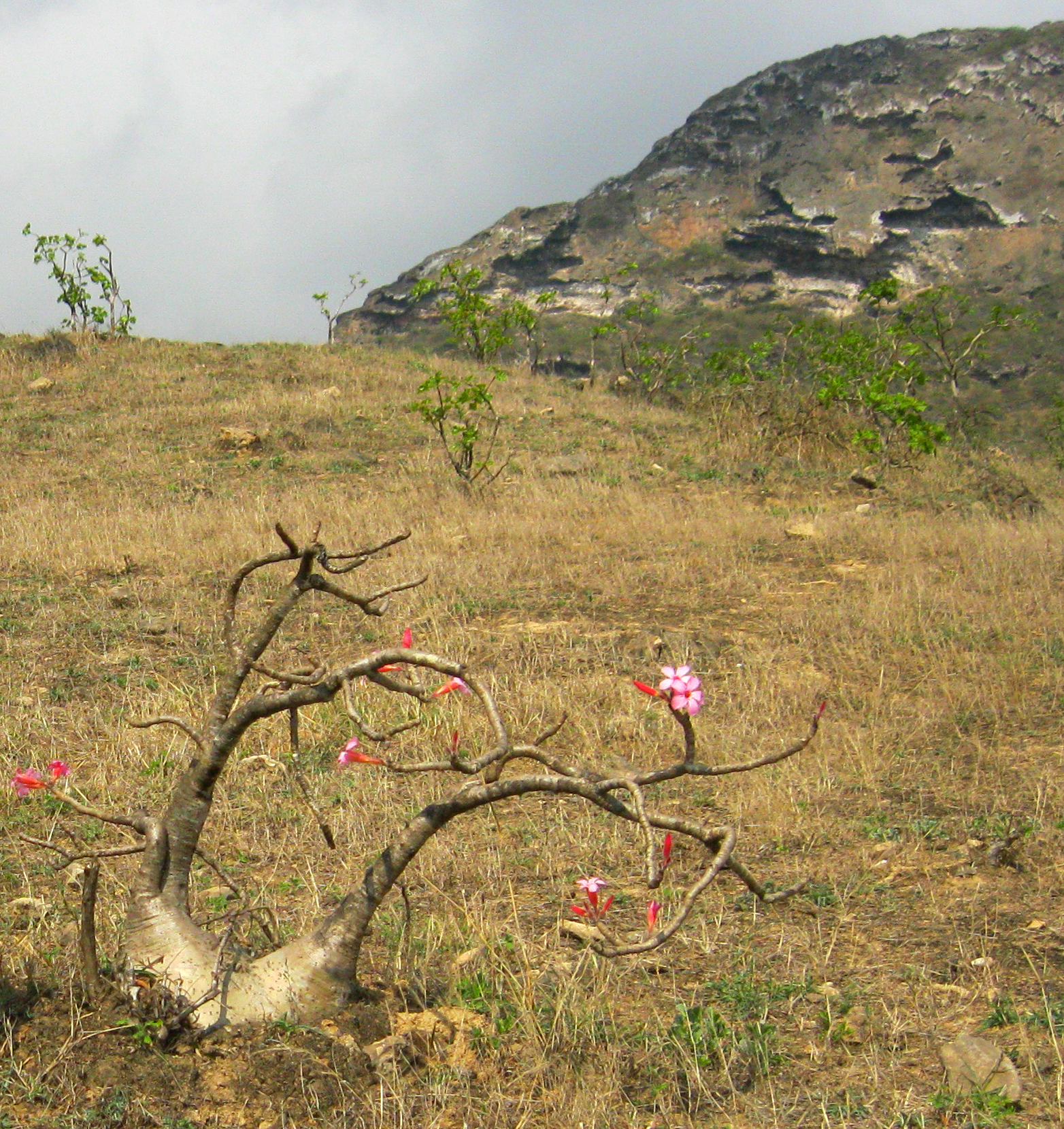 Adenium