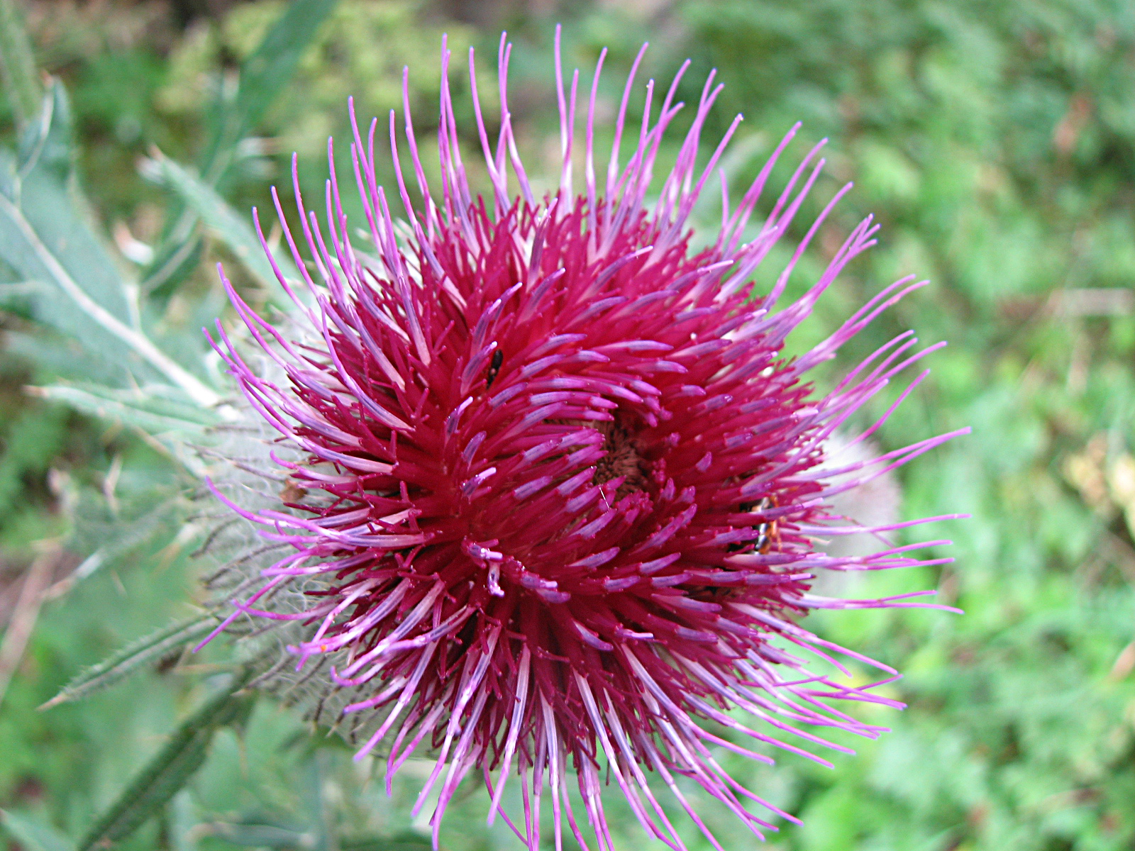 Wollkopfkratzdistel