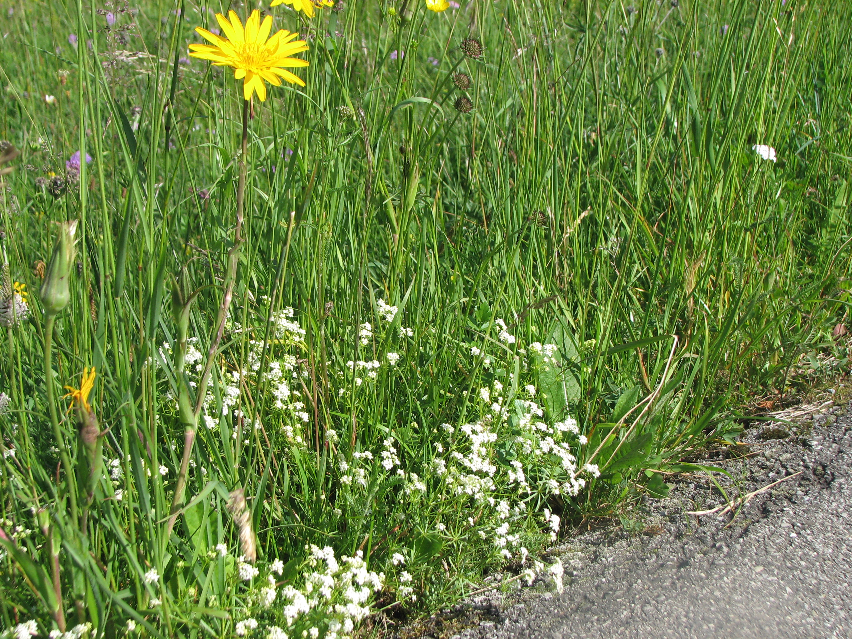 Wiesenlabkraut
