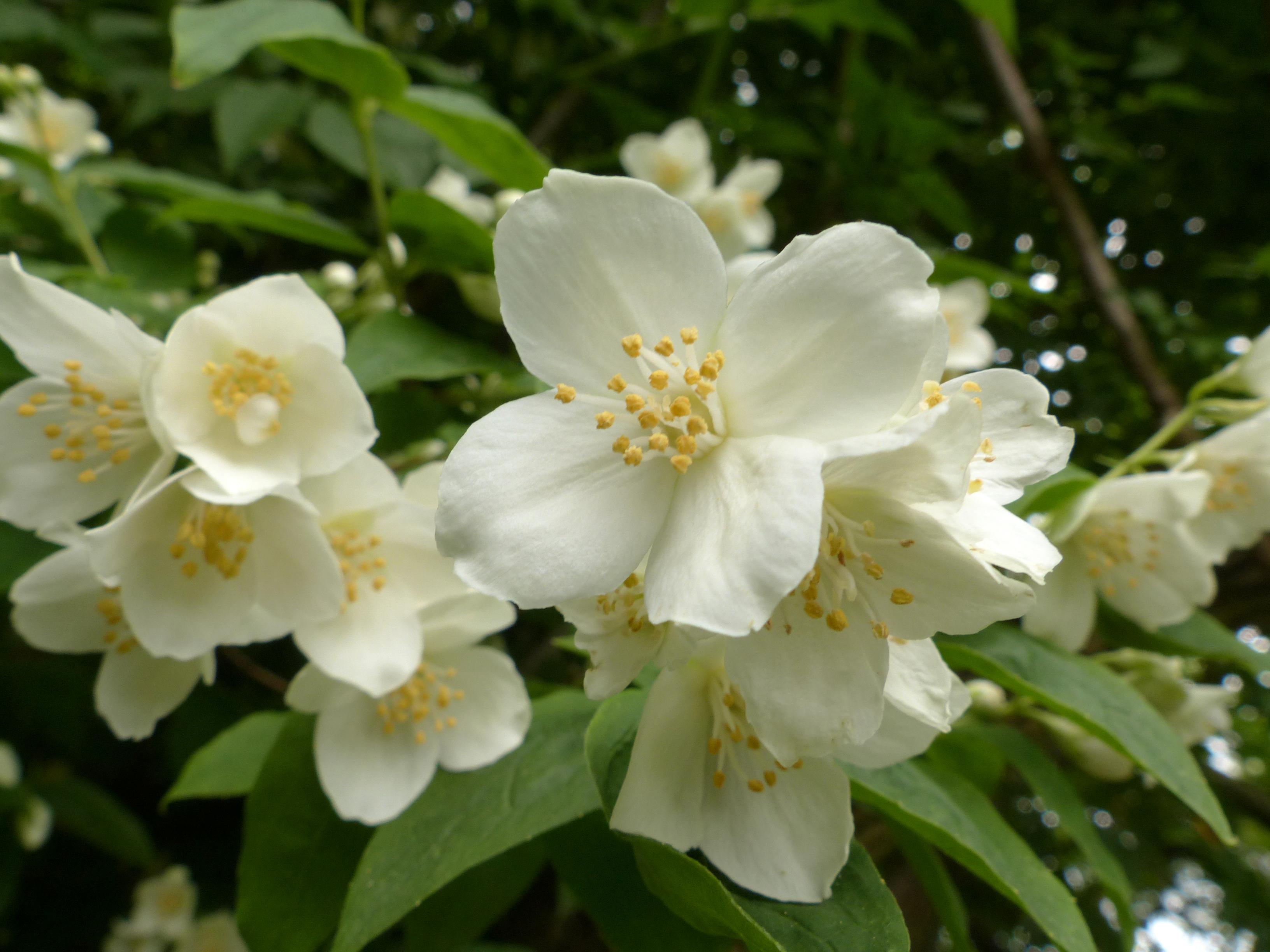 Bauernjasmin