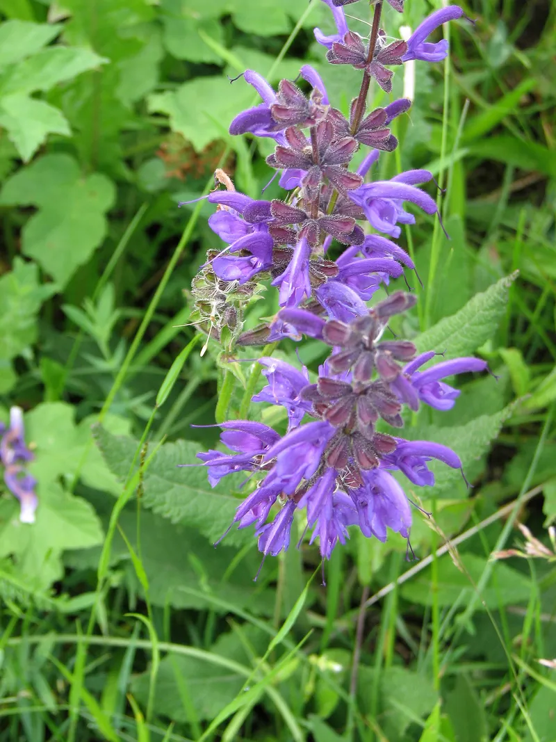 Wiesensalbei