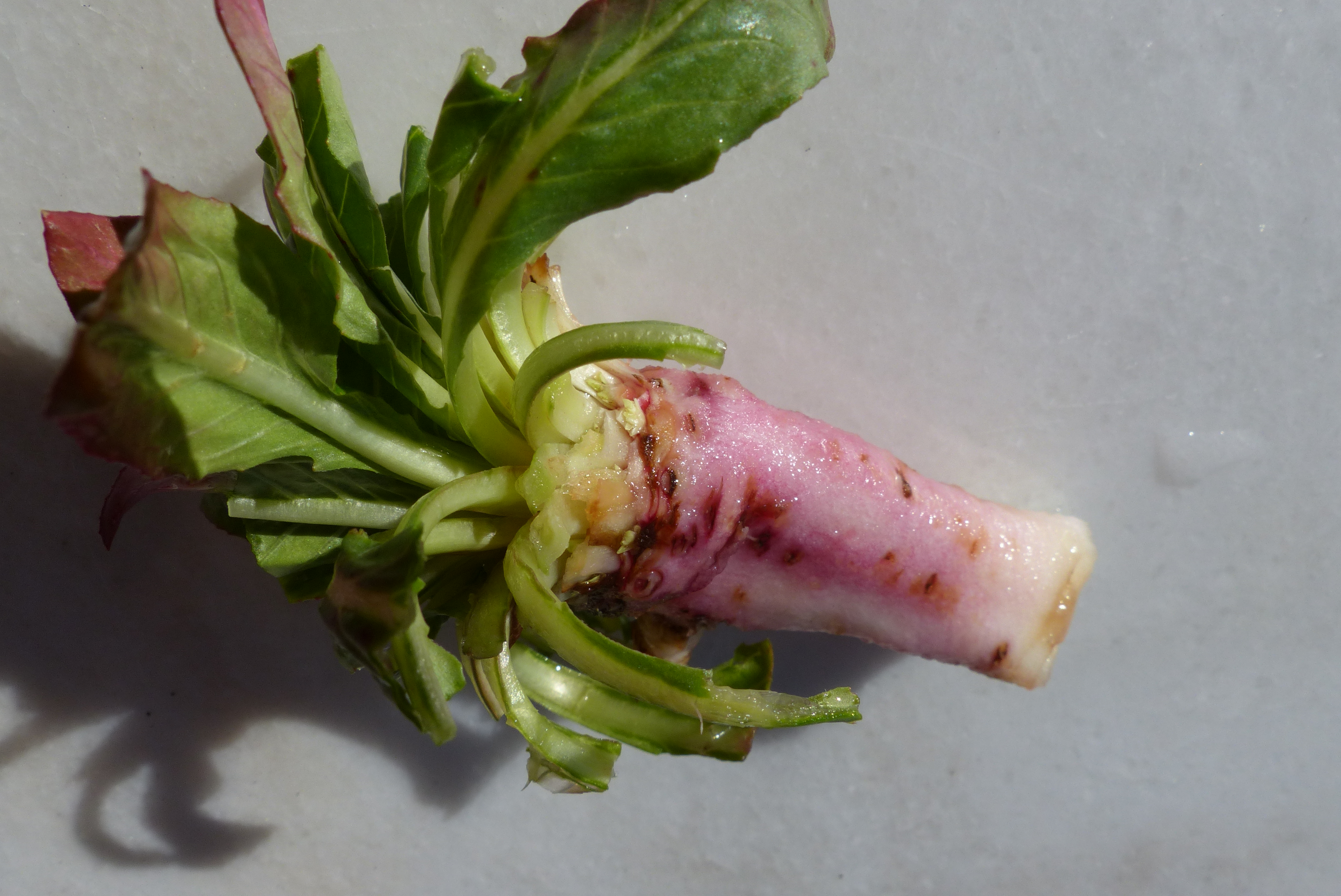 Wilder Wurzelsalat