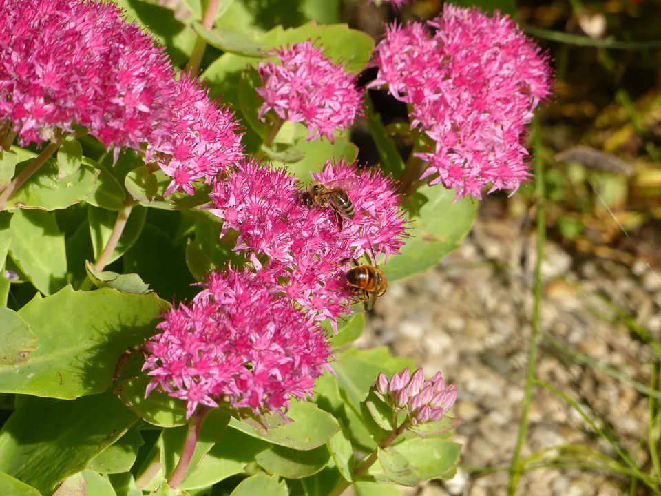 Mischkultur-Blumen im Gemüsebeet