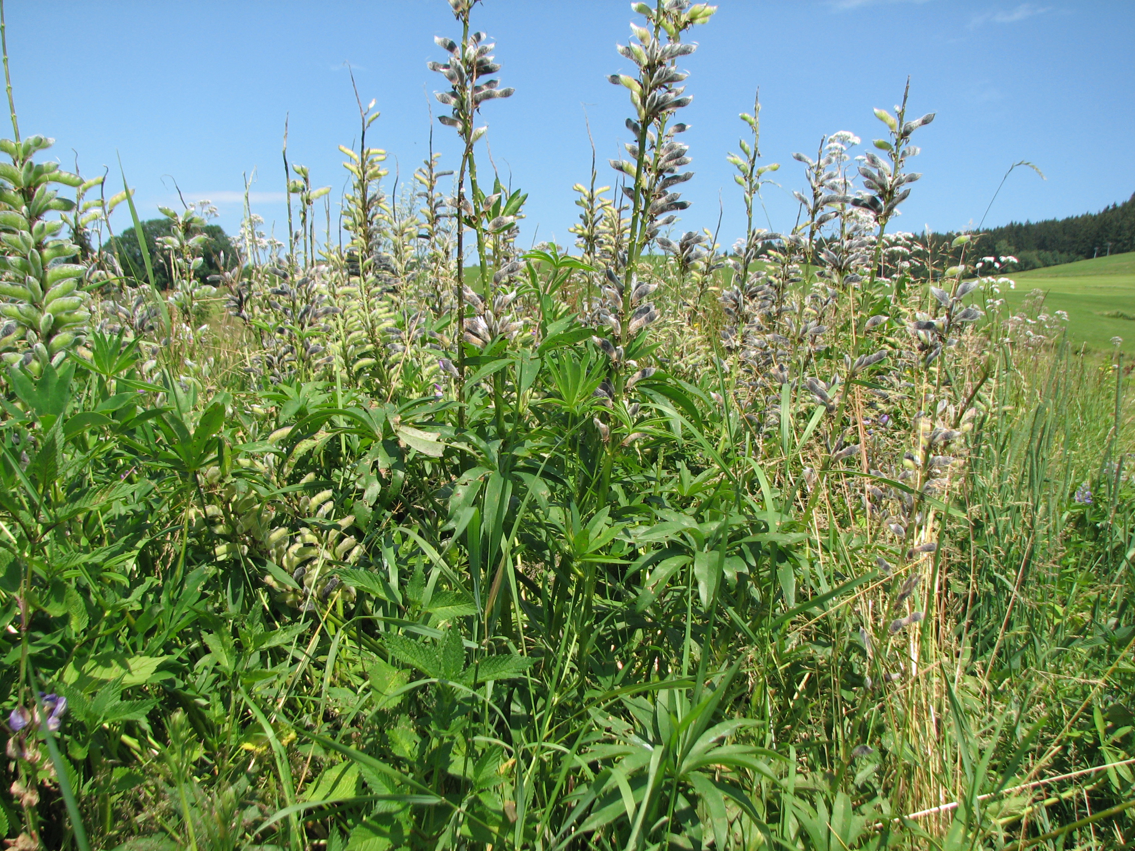 Süßlupinen