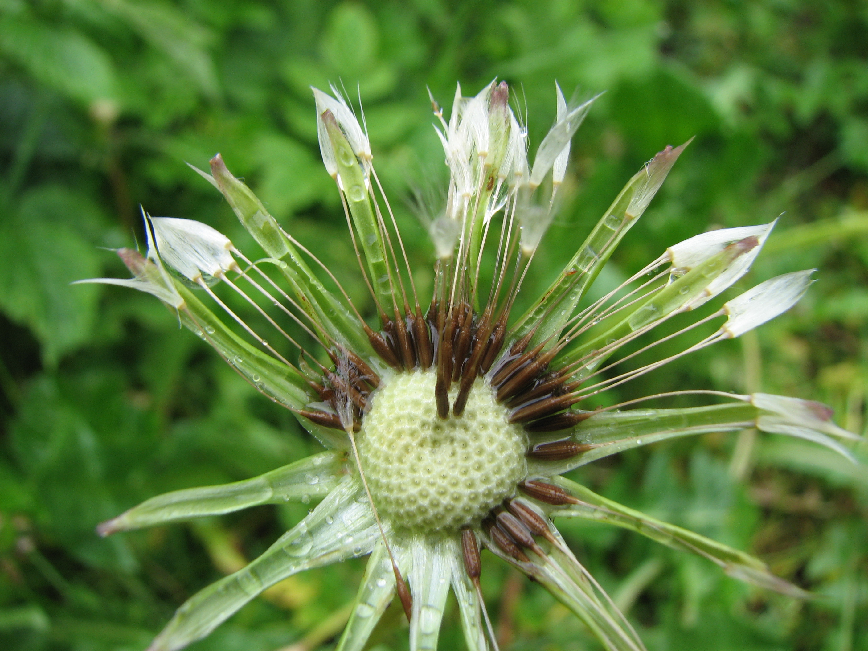 Gewöhnlicher Löwenzahn