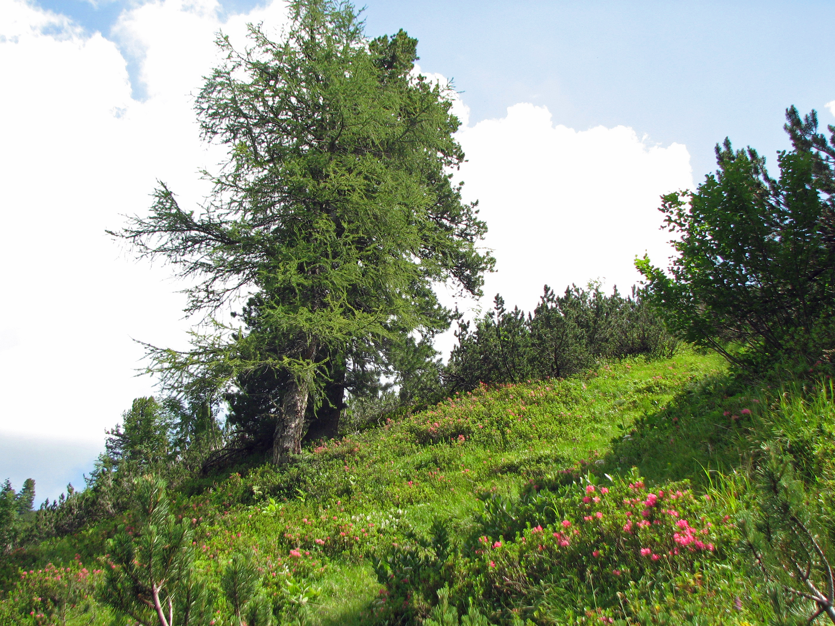 Bewimperte Alpenrose