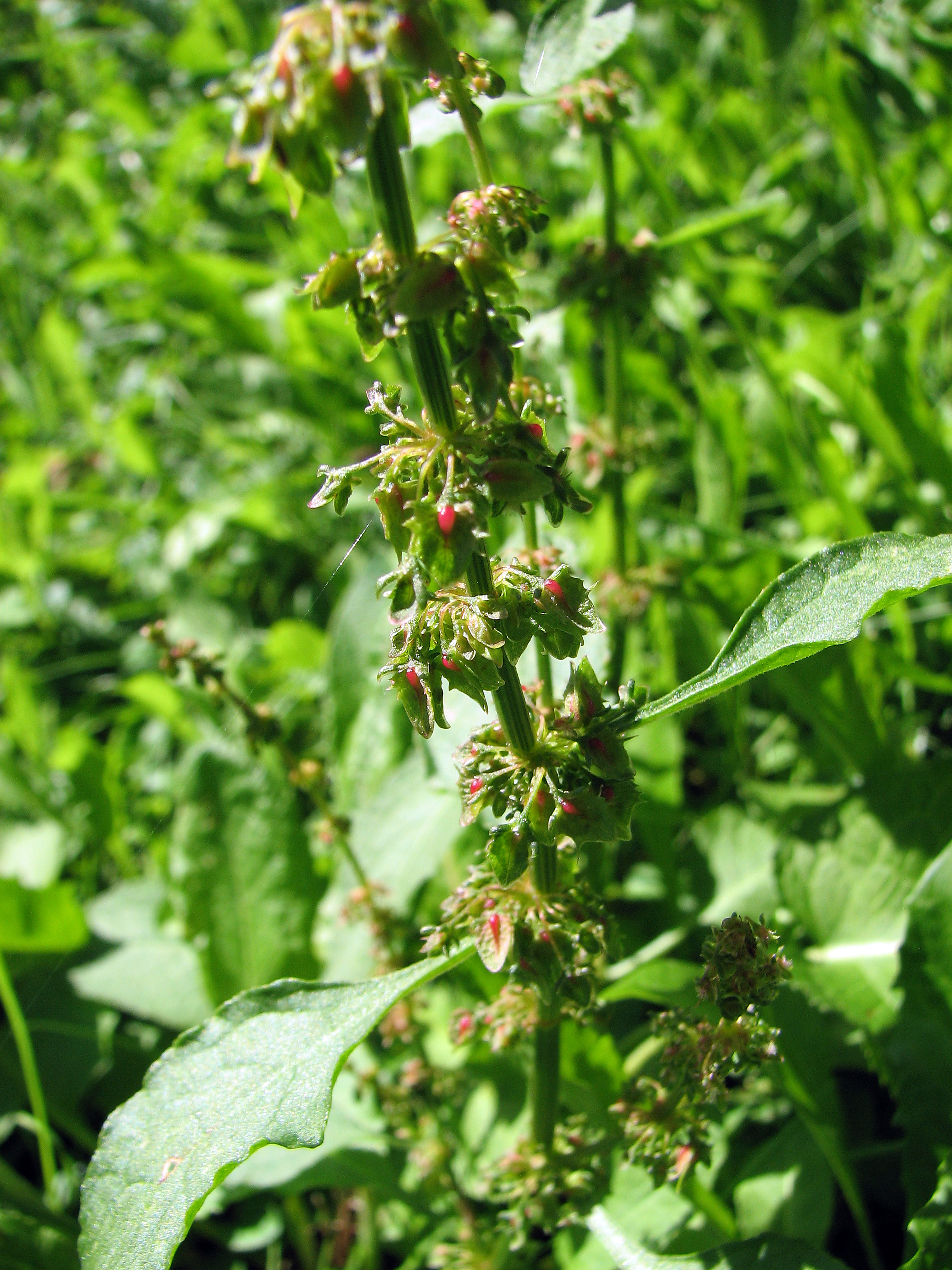 Stumpfblättriger Ampfer