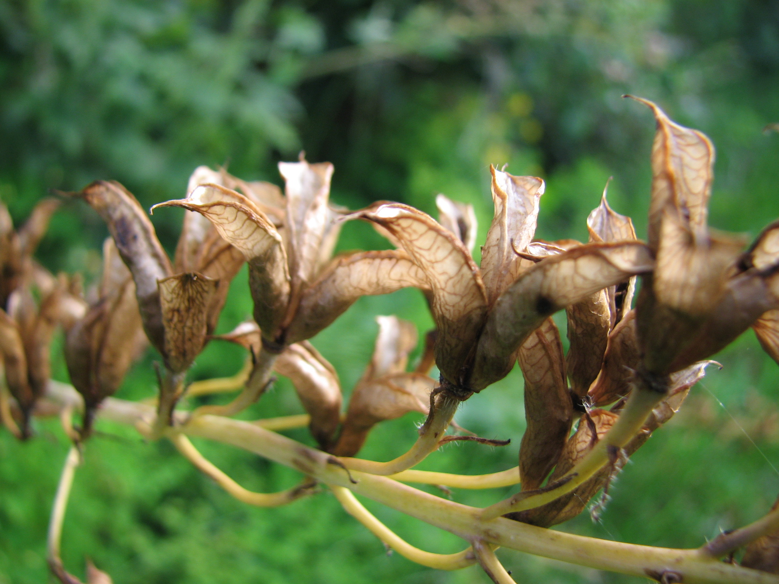 Gartenrittersporn