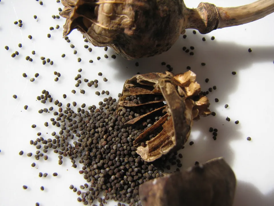 Manche Wilde werden gezähmt und geopfert