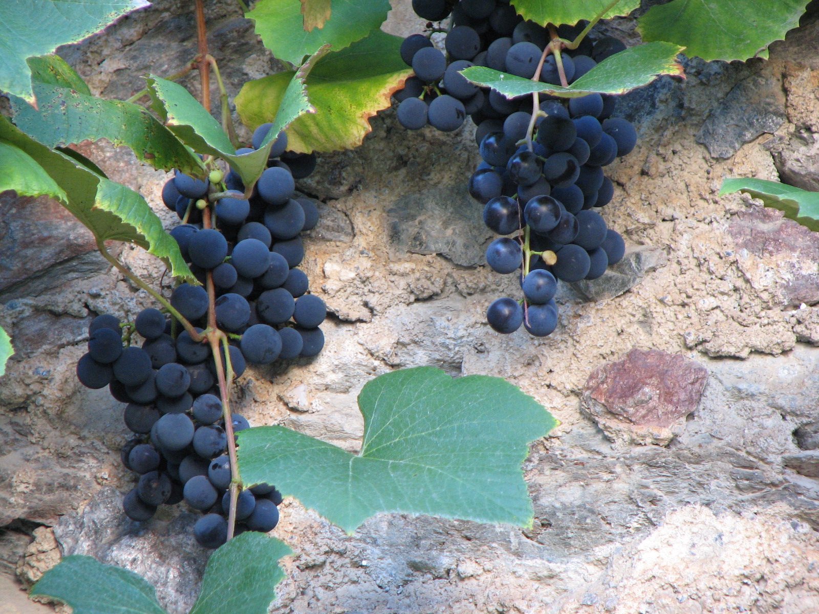 Weinrebe