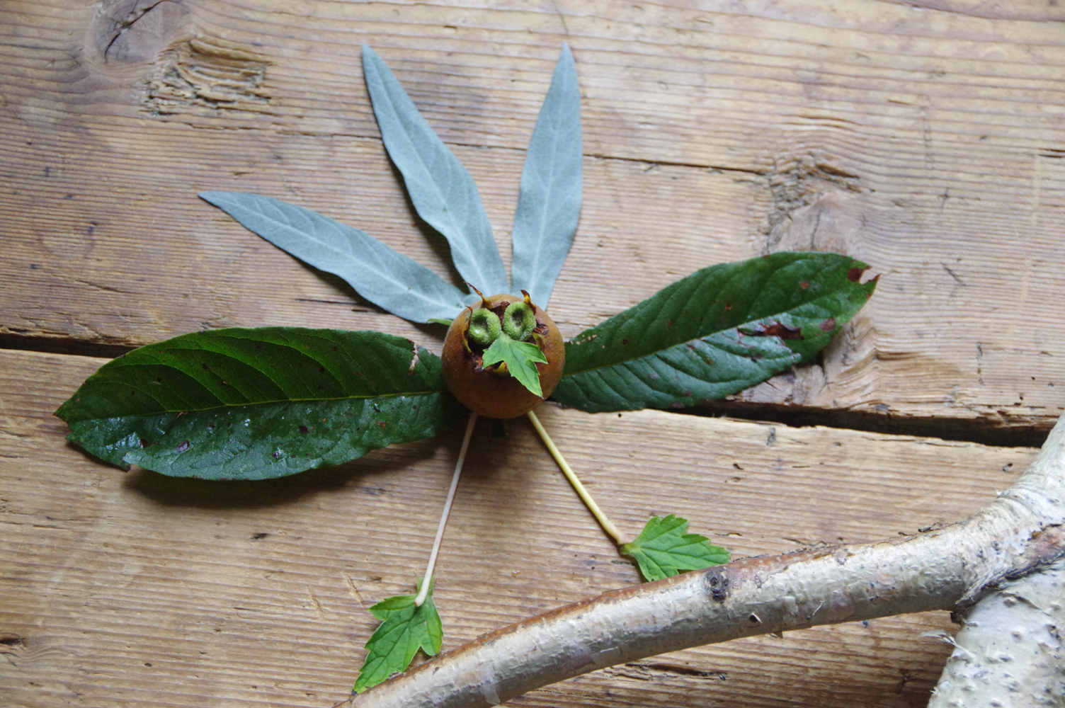 Blättertiere basteln