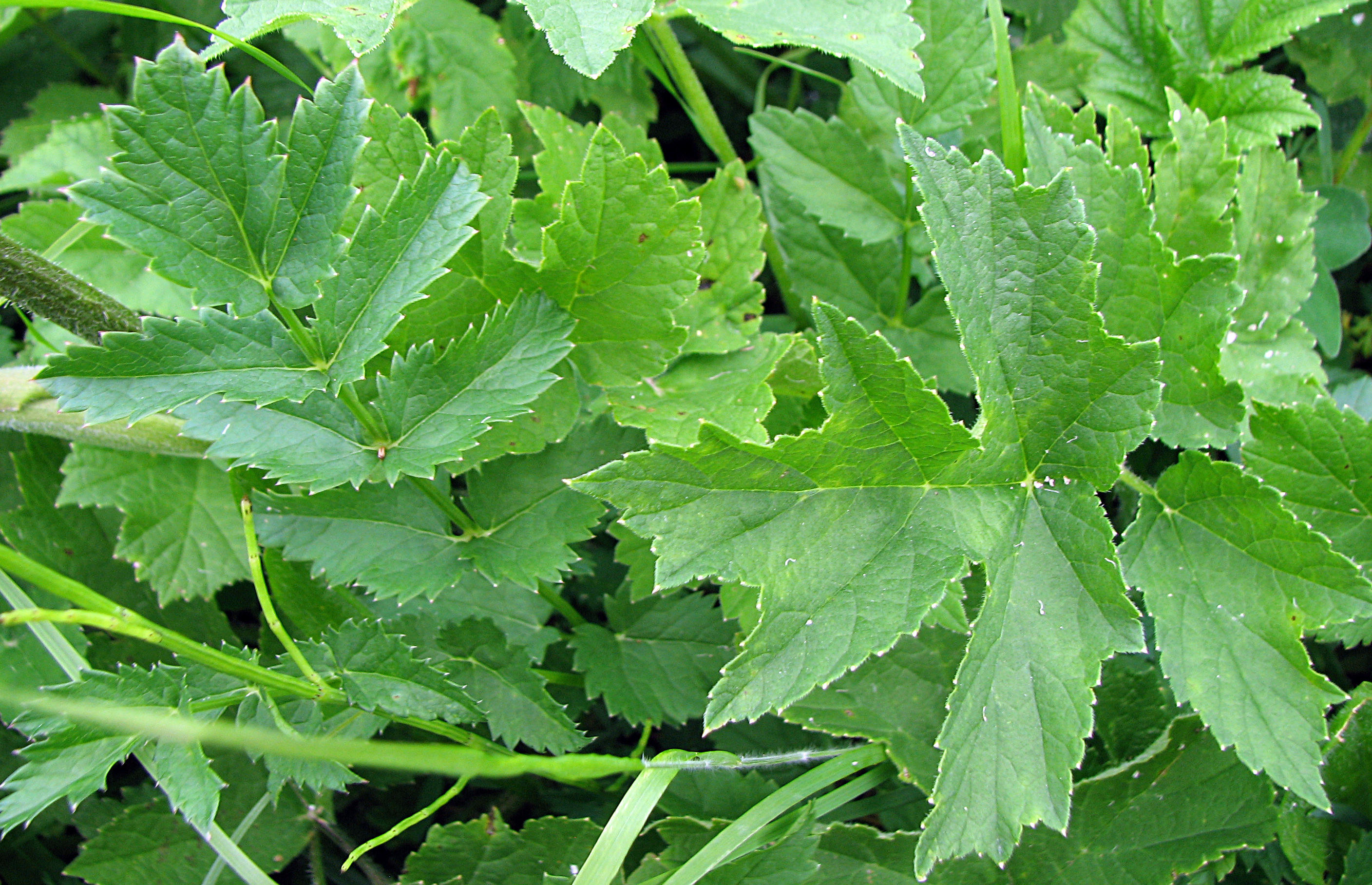 Wiesenbärenklau
