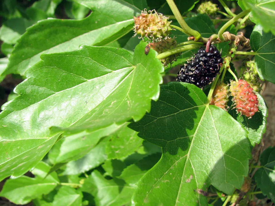 Schwarze Maulbeere