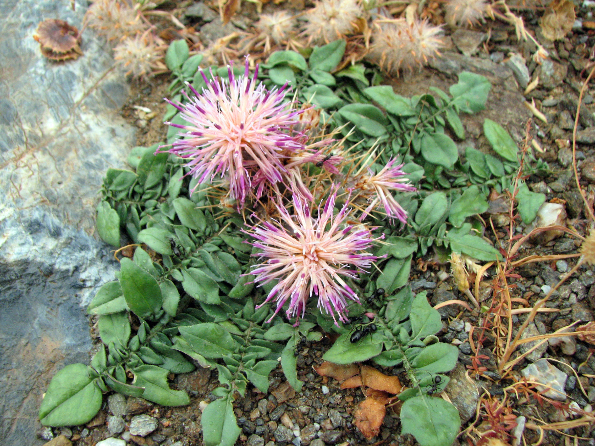 Rettichartige Flockenblume